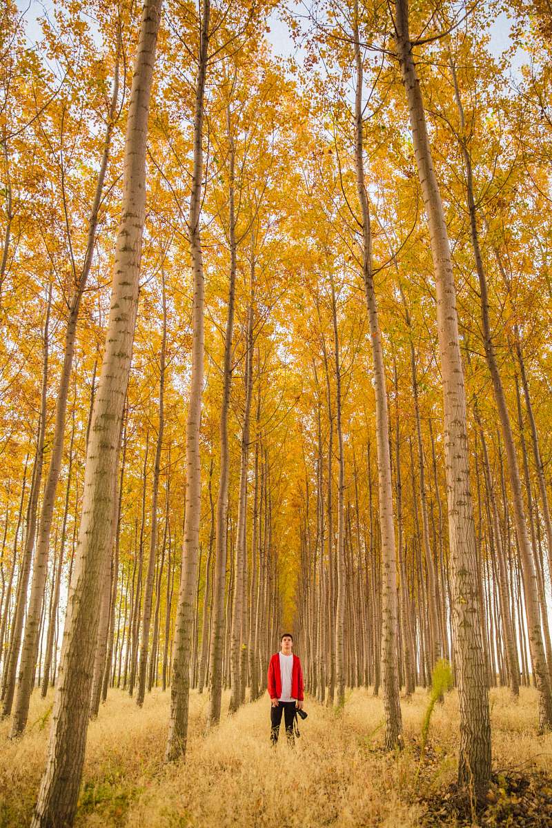 flora man standing in the middle of tall trees plant