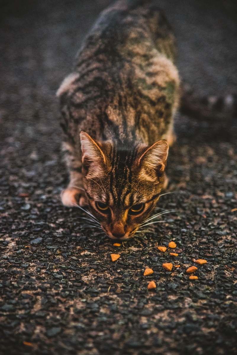 mammal black and brown cat manx