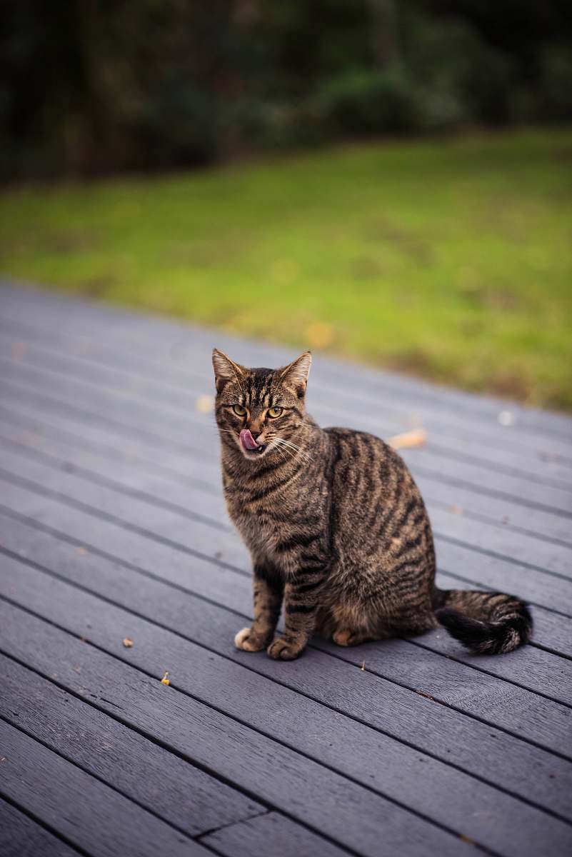 pet brown tabby cat on grey wooden board mammal