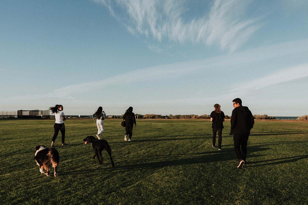 canine group of people jogging on green field during daytime pet