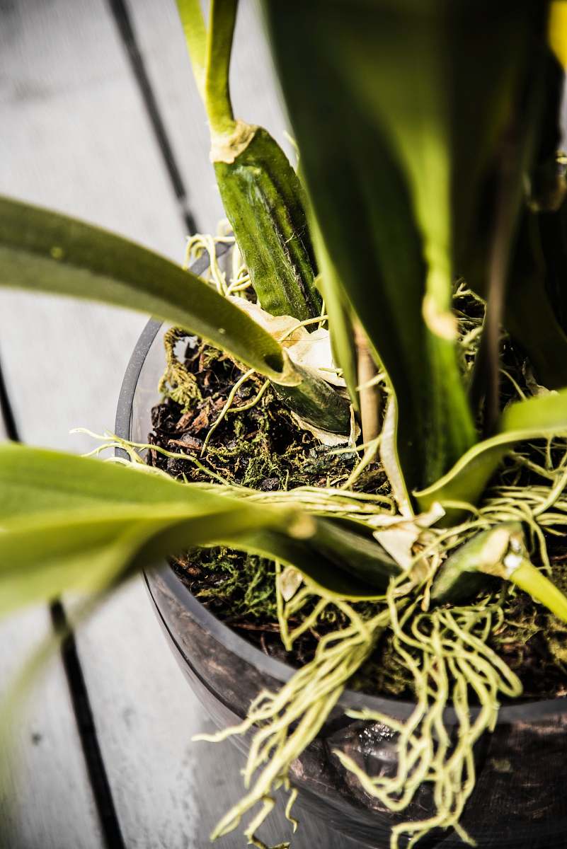 plant green orchid in clear pot vase