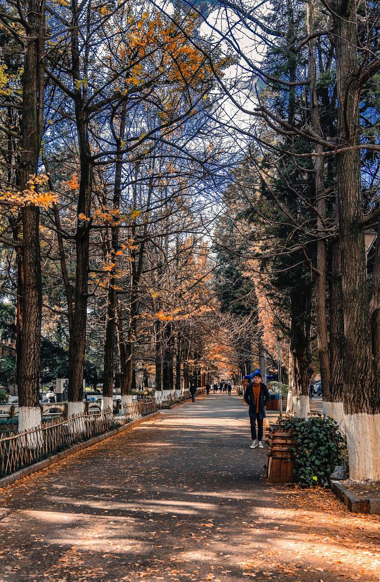 person green-leafed tree path