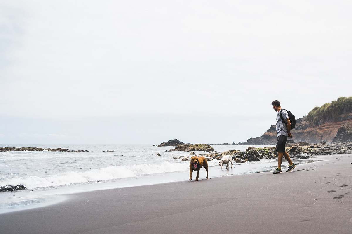 person man and dogs on the seashore people