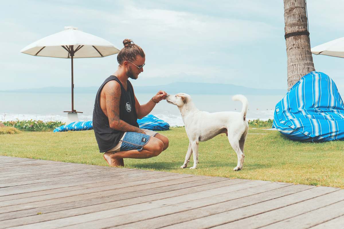 person man feeding white dog people