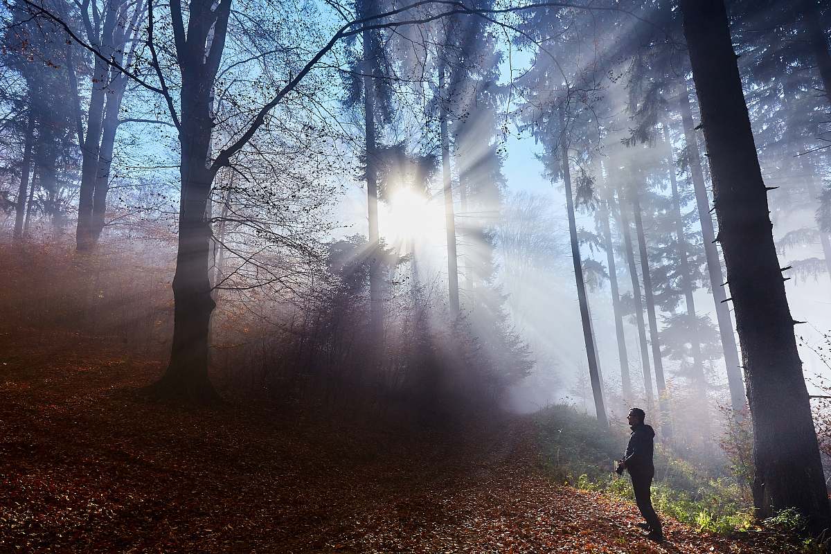 person person standing near bare tree during daytime flare