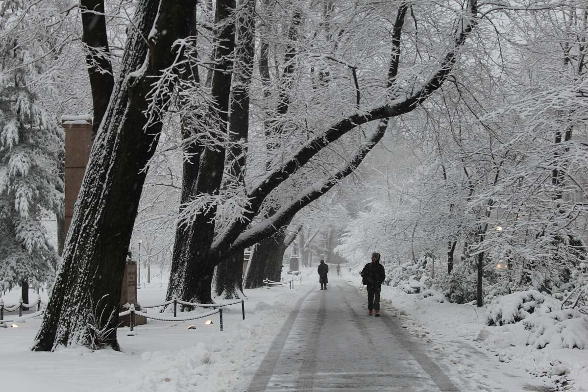 person two persons walking on dirt snow covered road near trees during day plant