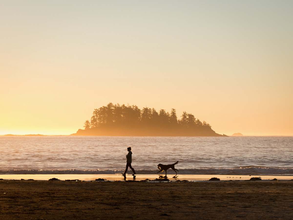 beach silhouette of person in front of dog walking at seashore near island during sunset water