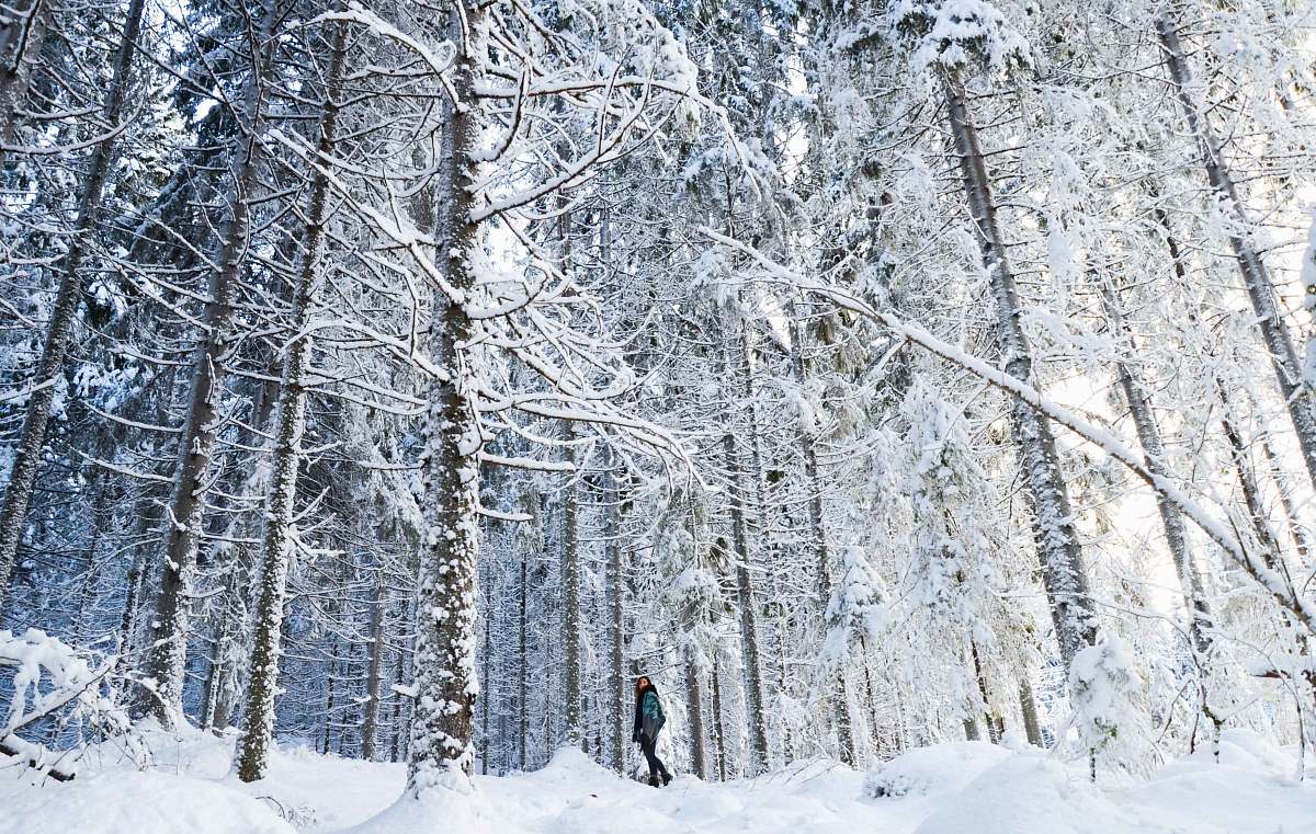 snow person standing between the trees grey