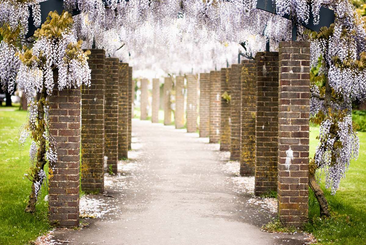 path white petaled flowers brick
