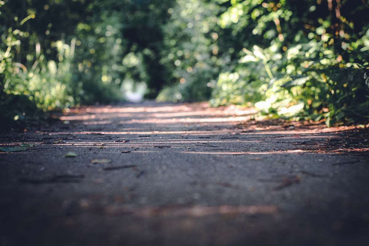 road empty road with plant on each side during daytime close-up photography wood