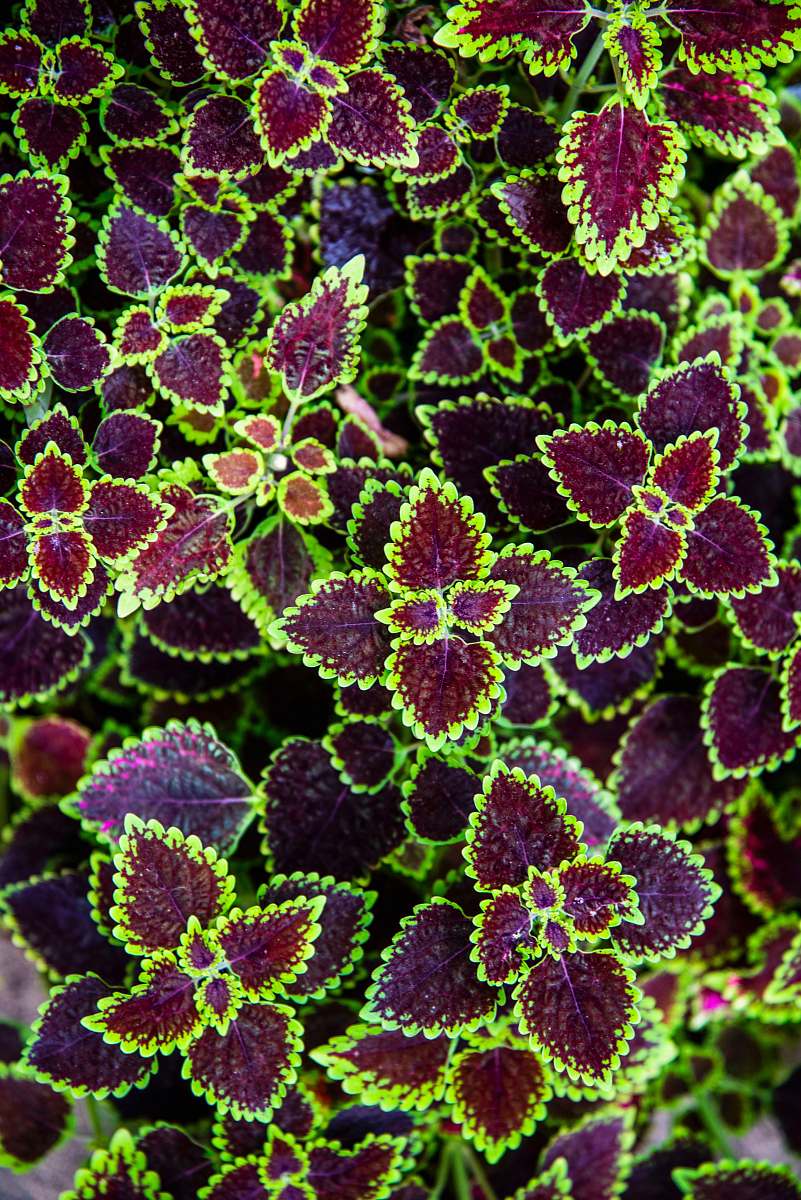 ornament purple leaf plant fractal