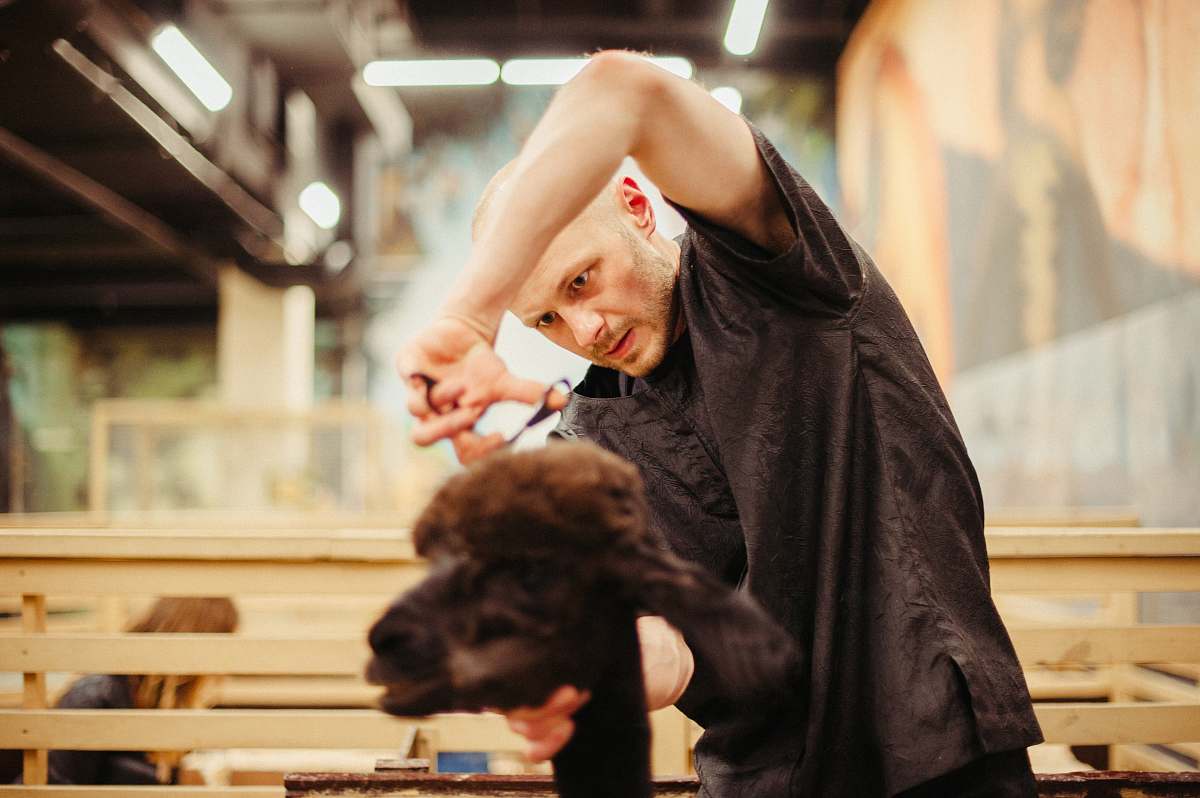 human man cutting hair of goat people