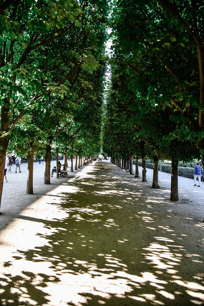 human pathway between trees garden