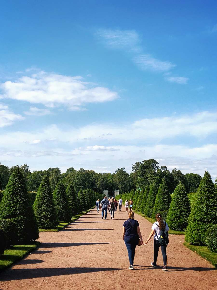 human people walking on concrete pathway between topiary trees plant