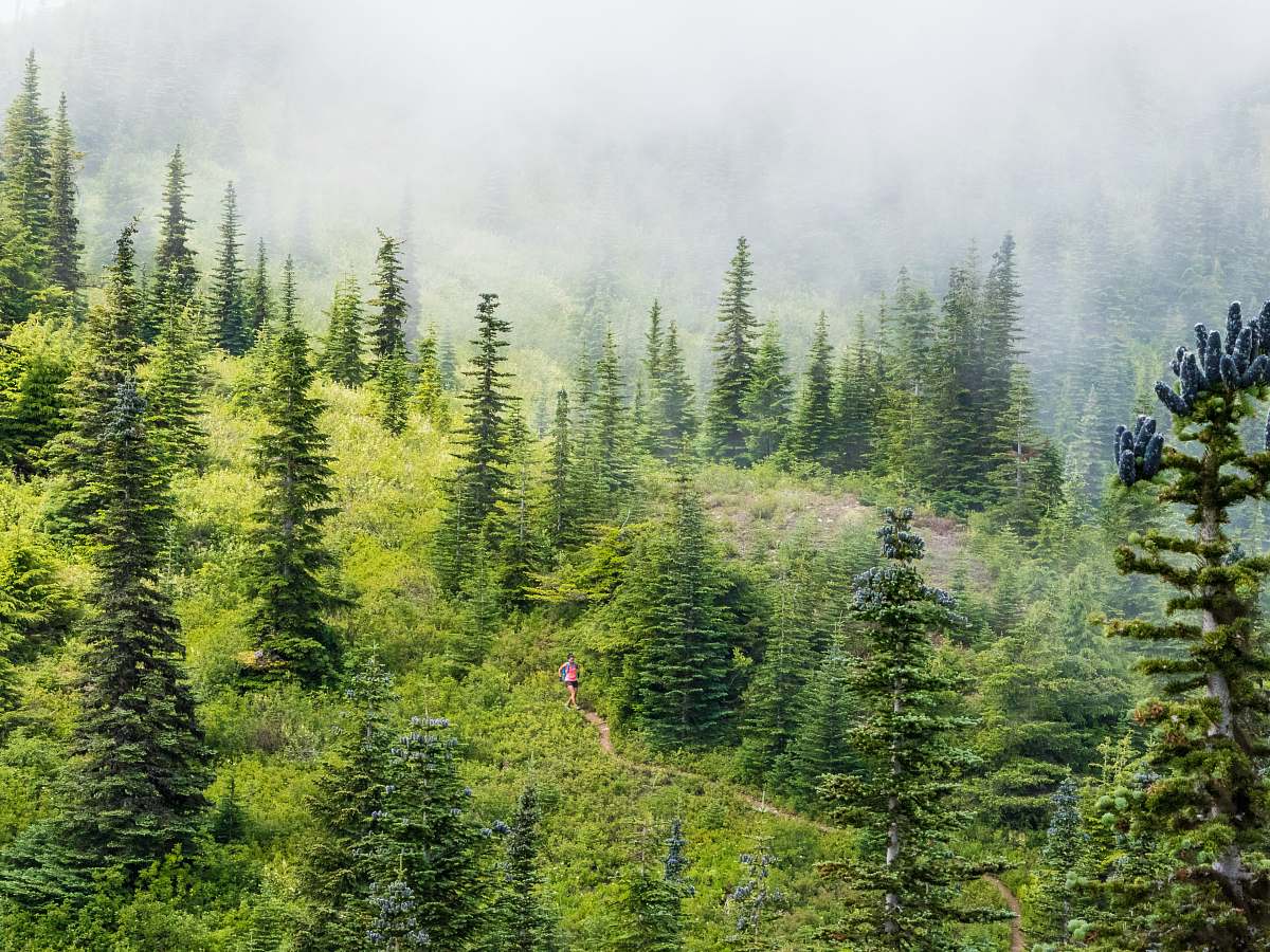 tree aerial view photography of person walking between pine trees abies