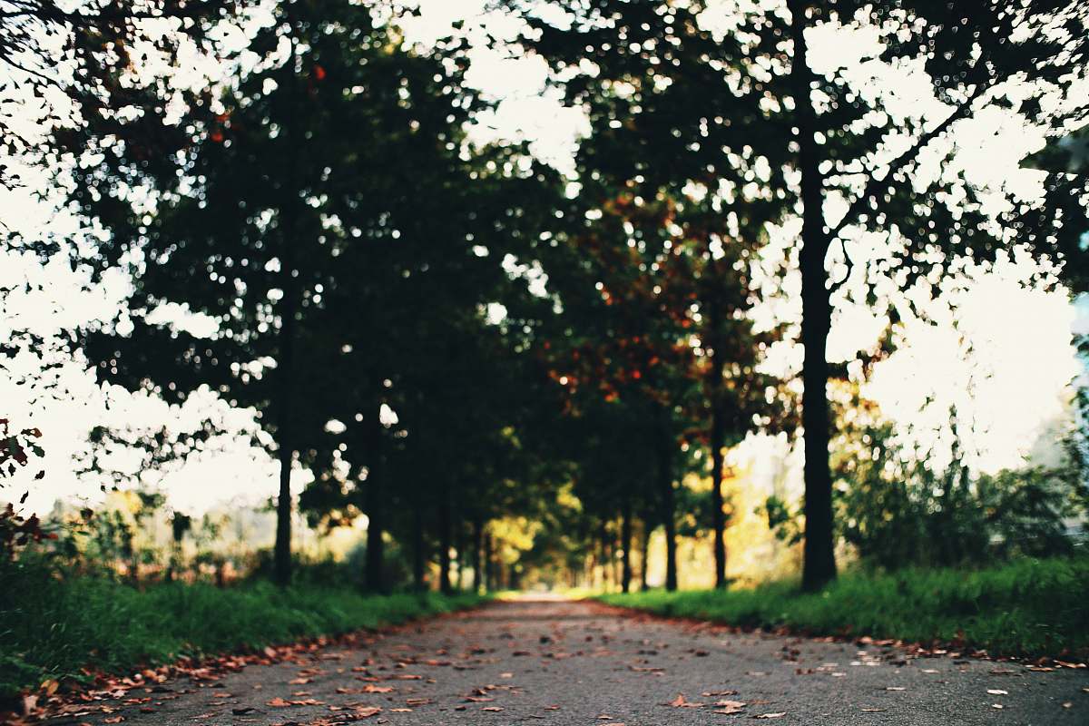 asphalt green-leafed tree tarmac