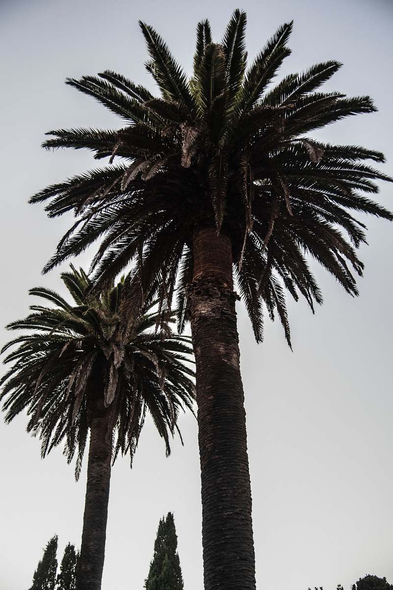 tree green palm trees during daytime palm tree