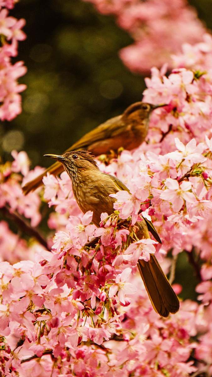 flower two brown birds on flower bird