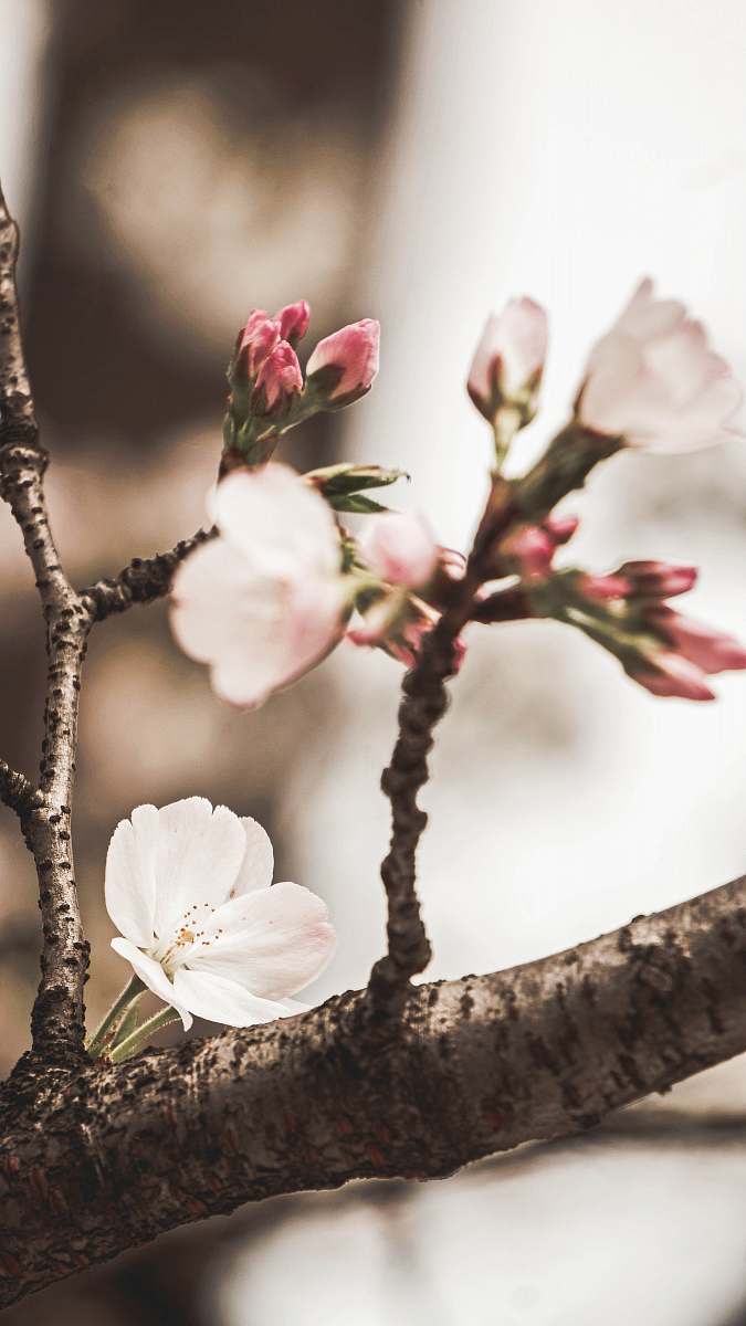 flower white flowers in bloom blossom