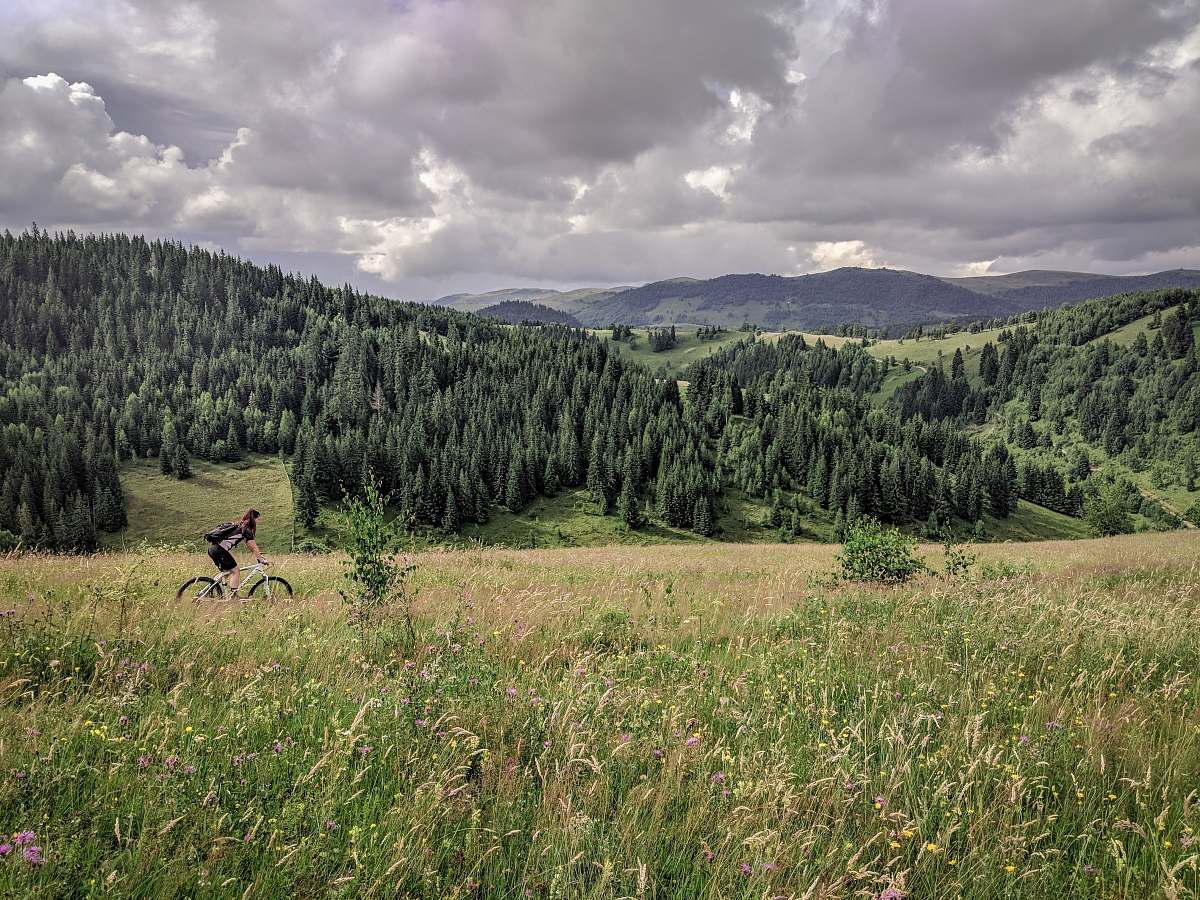 tree woman riding bicycle in green grass field abies