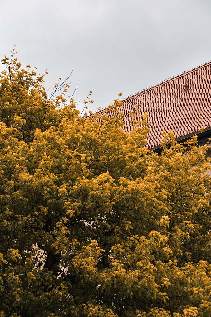 tree yellow and green tree under white clouds flower