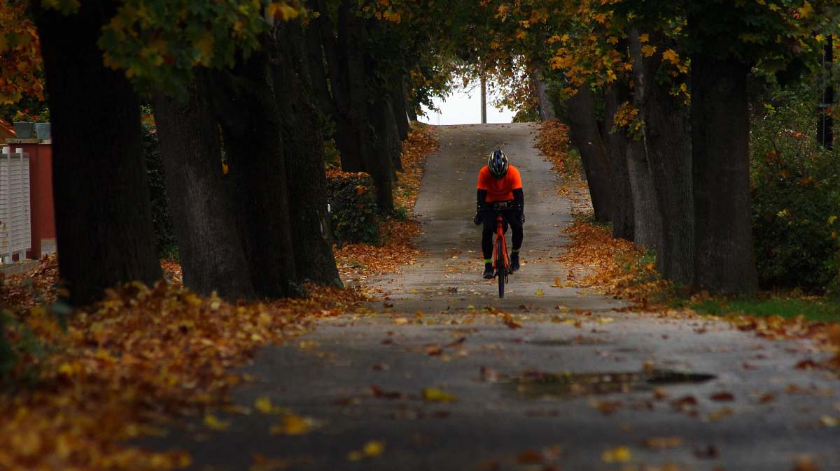 path person riding bicycle between trees flora