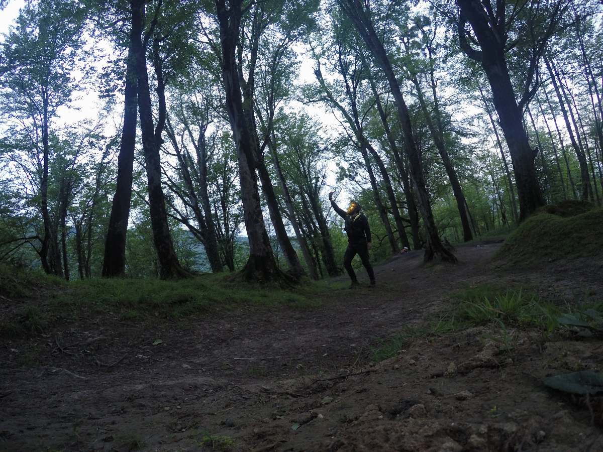 plant green trees at daytime forest