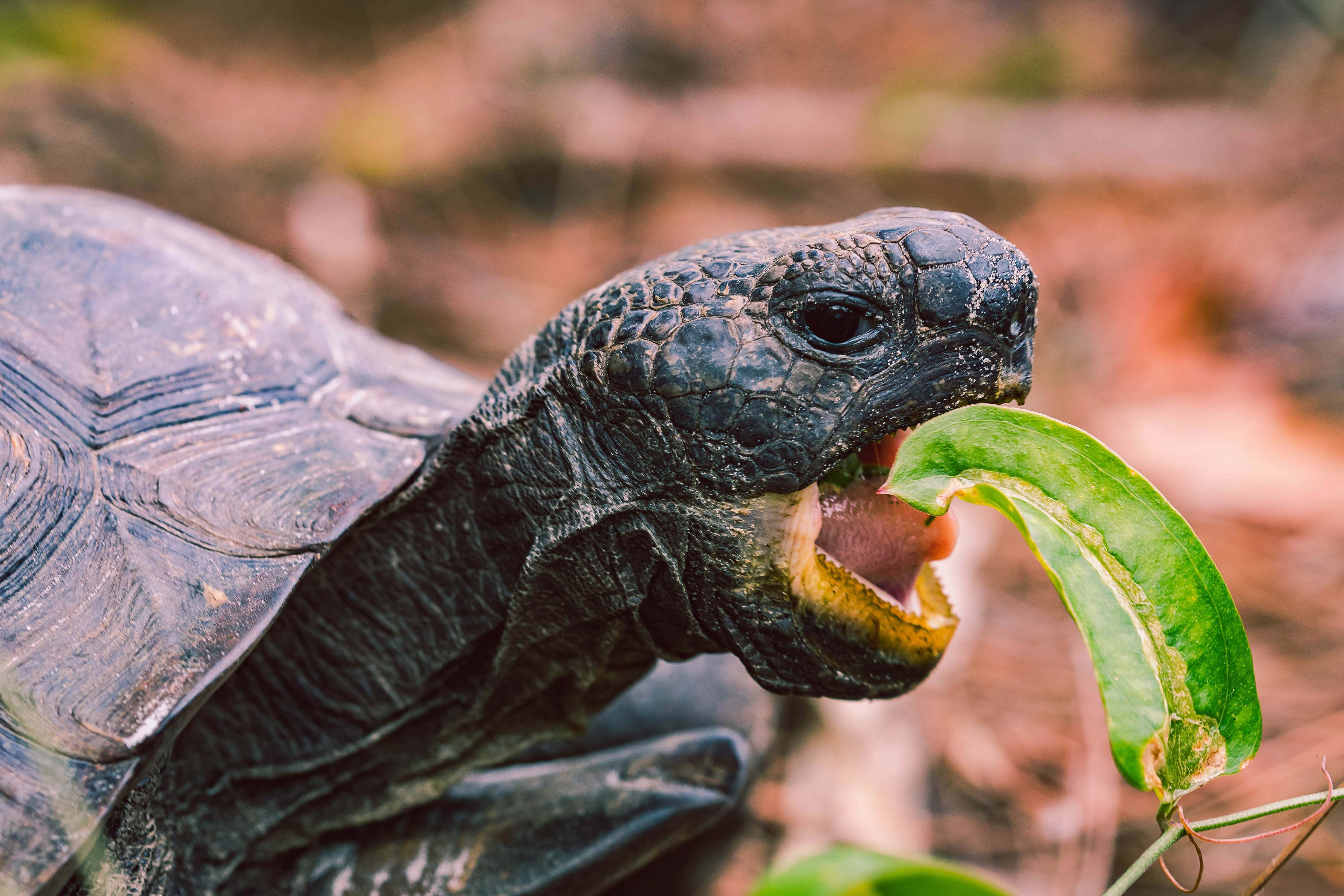 what-do-sea-turtles-eat-passport-ocean