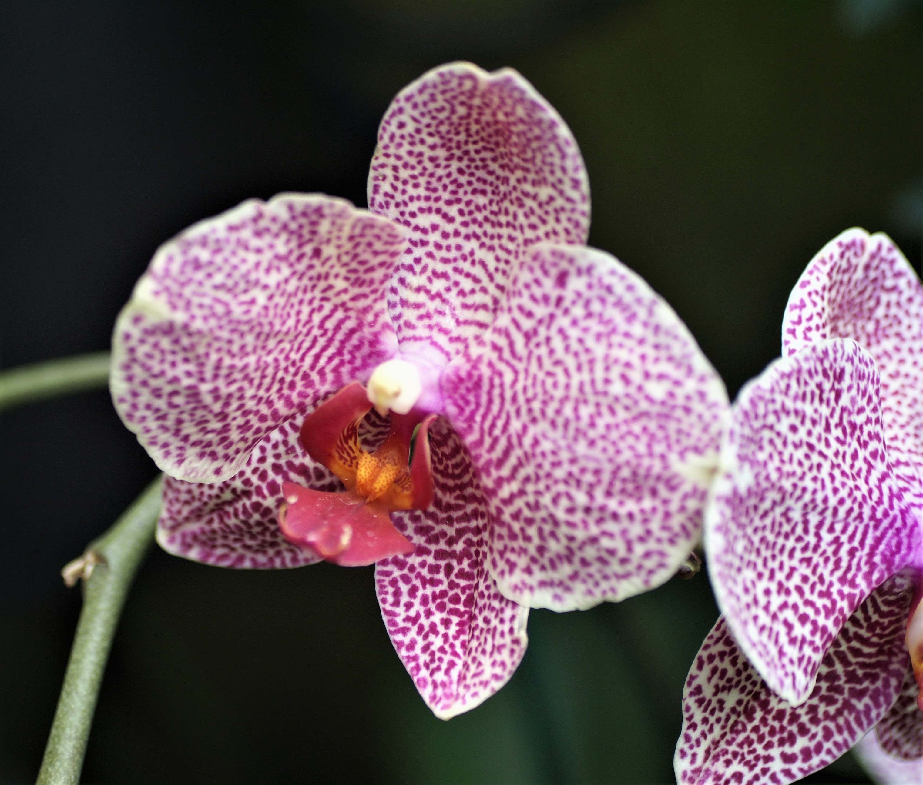 Orchid White And Pink Orchid Blossom Image Free Photo