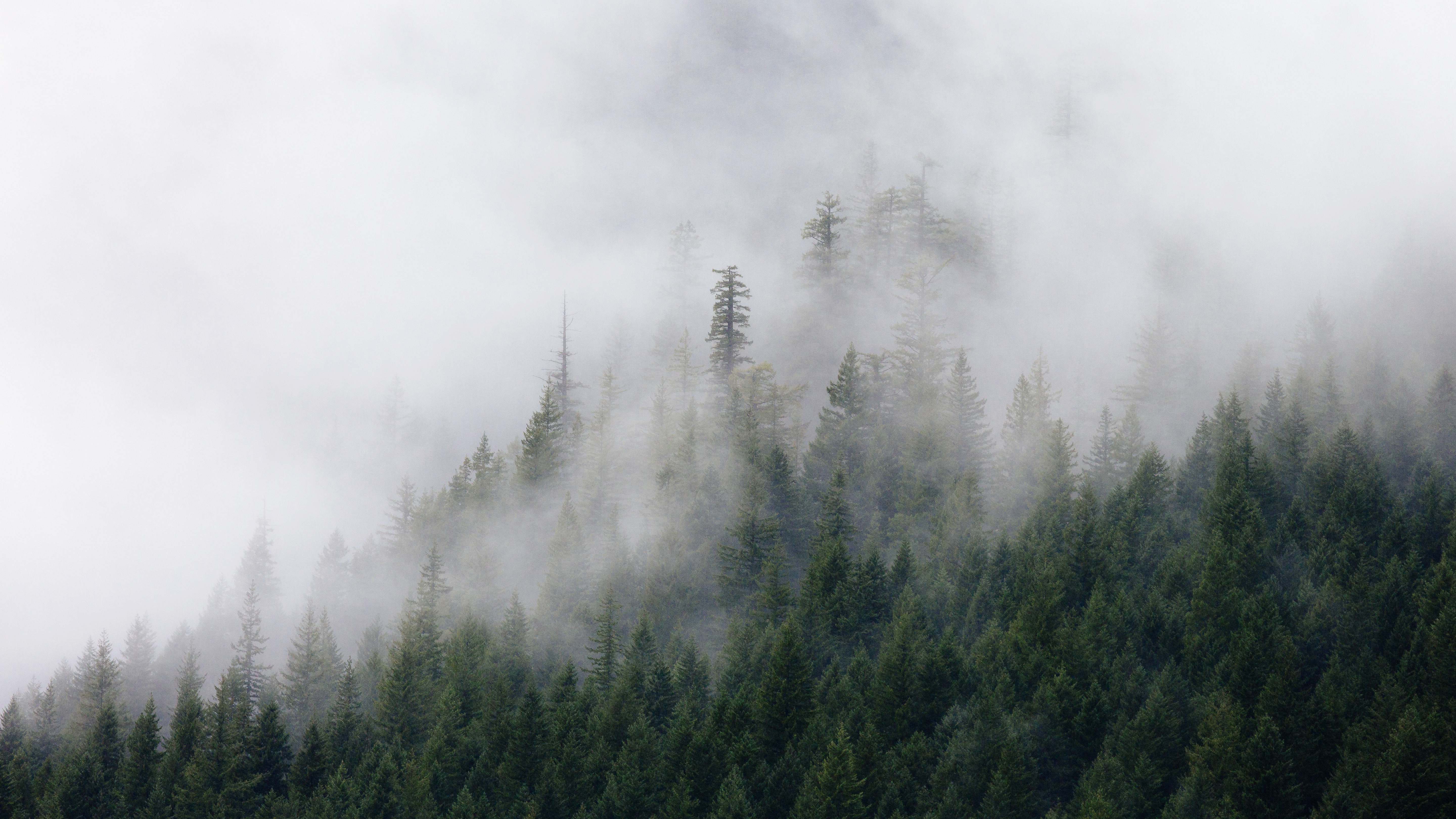 Nature Photography Of Green Pine Trees Covered By Fogs Fog Image Free Photo