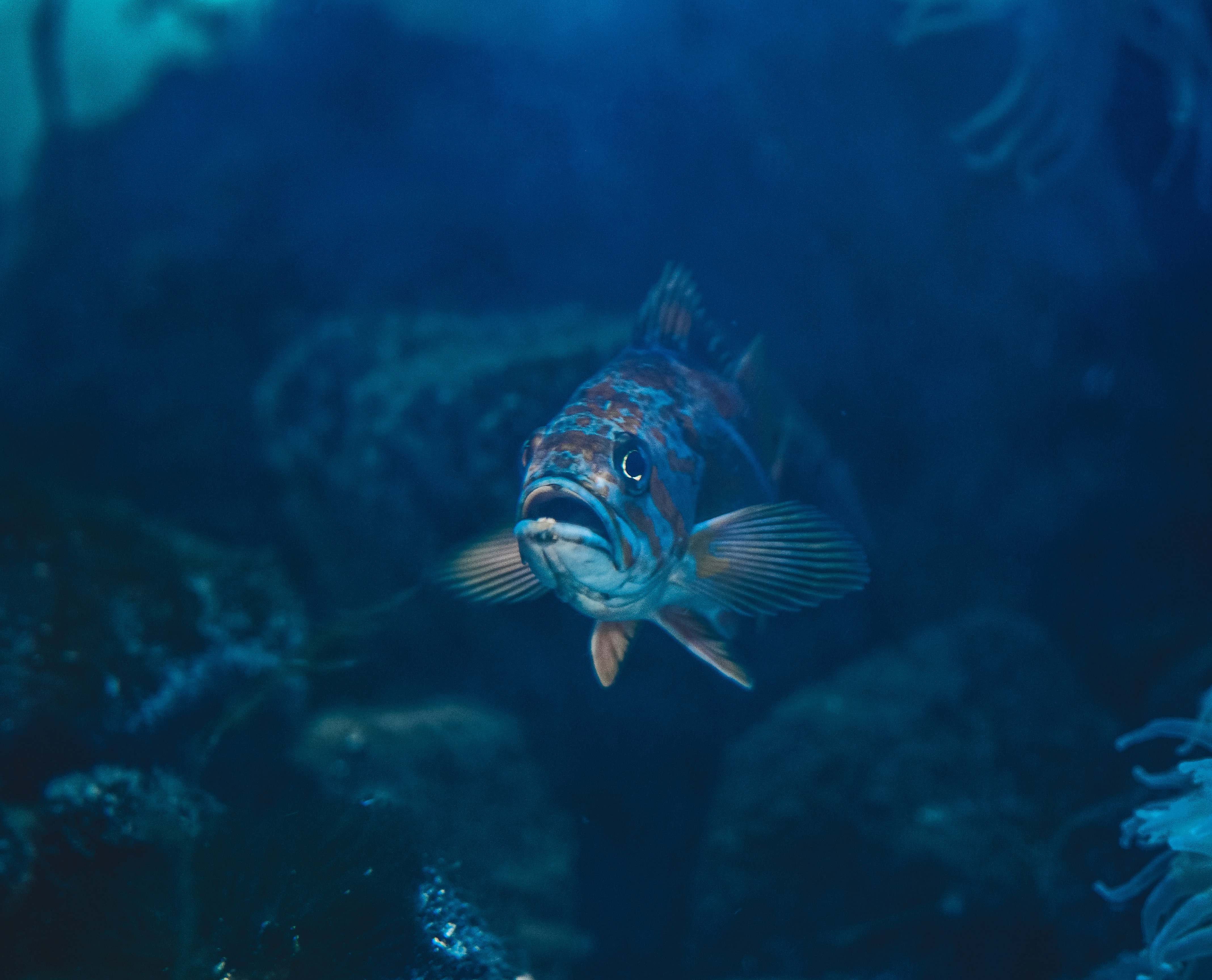 Aquatic Gray And Brown Fish Underwater Water Image Free Photo