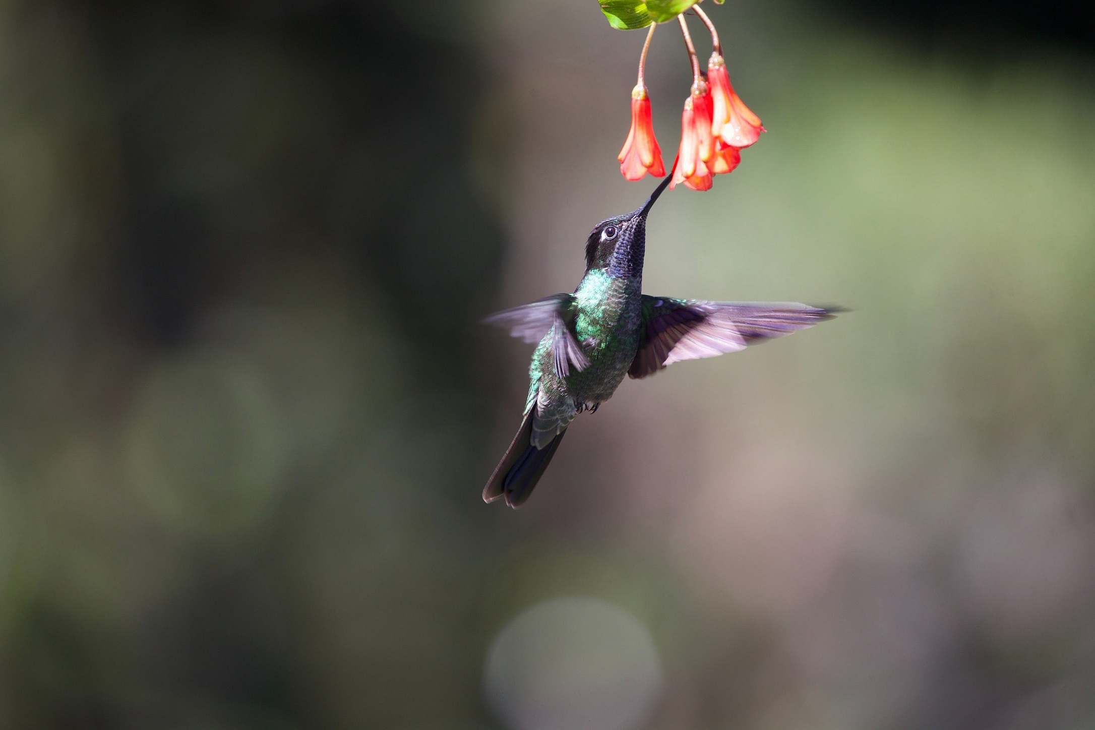 Bird Shallow Focus Photography Of Hummingbird Sucking Nectar In Flower ...