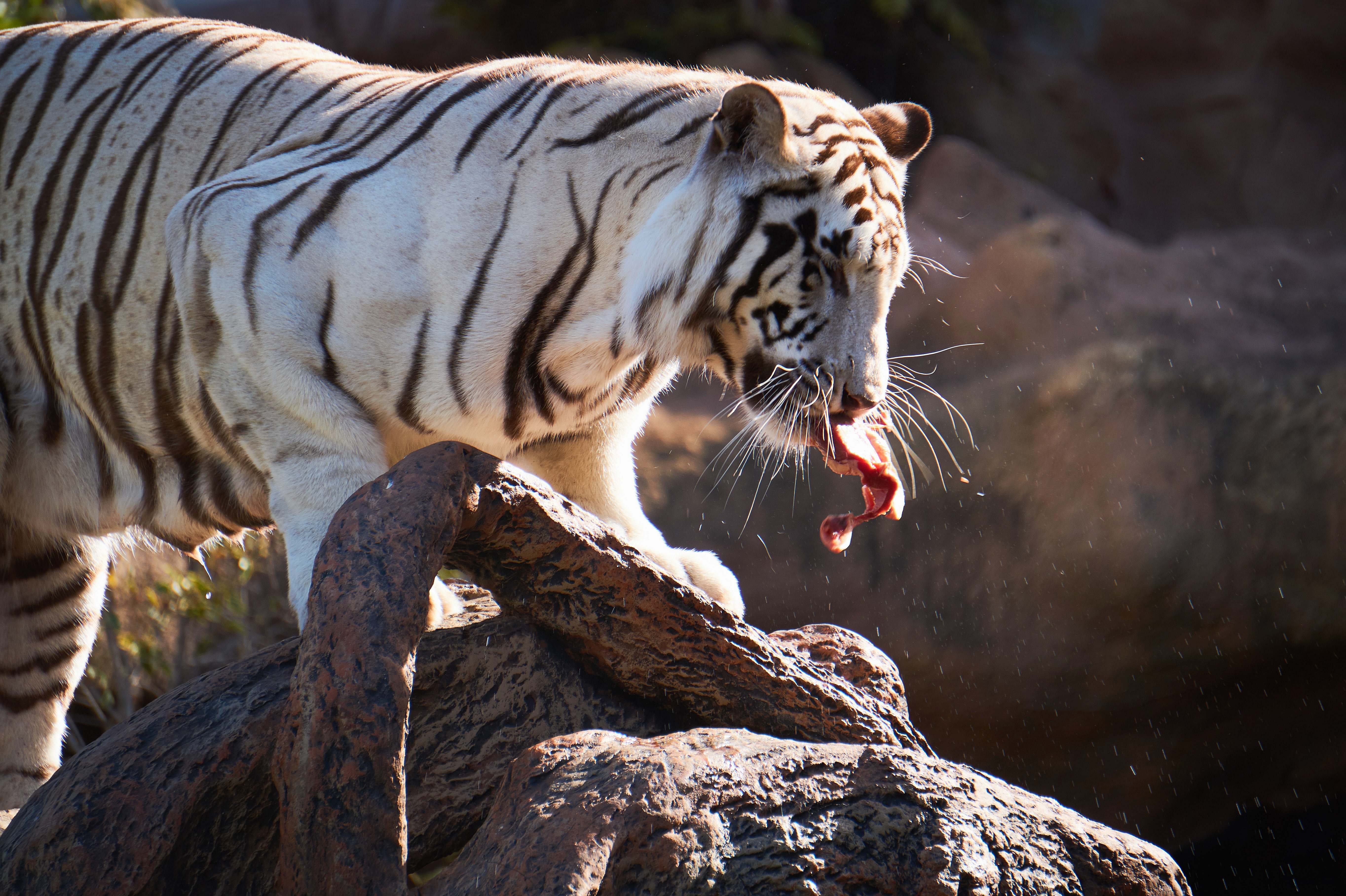 Про красного тигра. Белый тигр и бенгальский тигр. Амурский тигр белый. Бенгальский белый тигр красная книга. Необычный тигр.