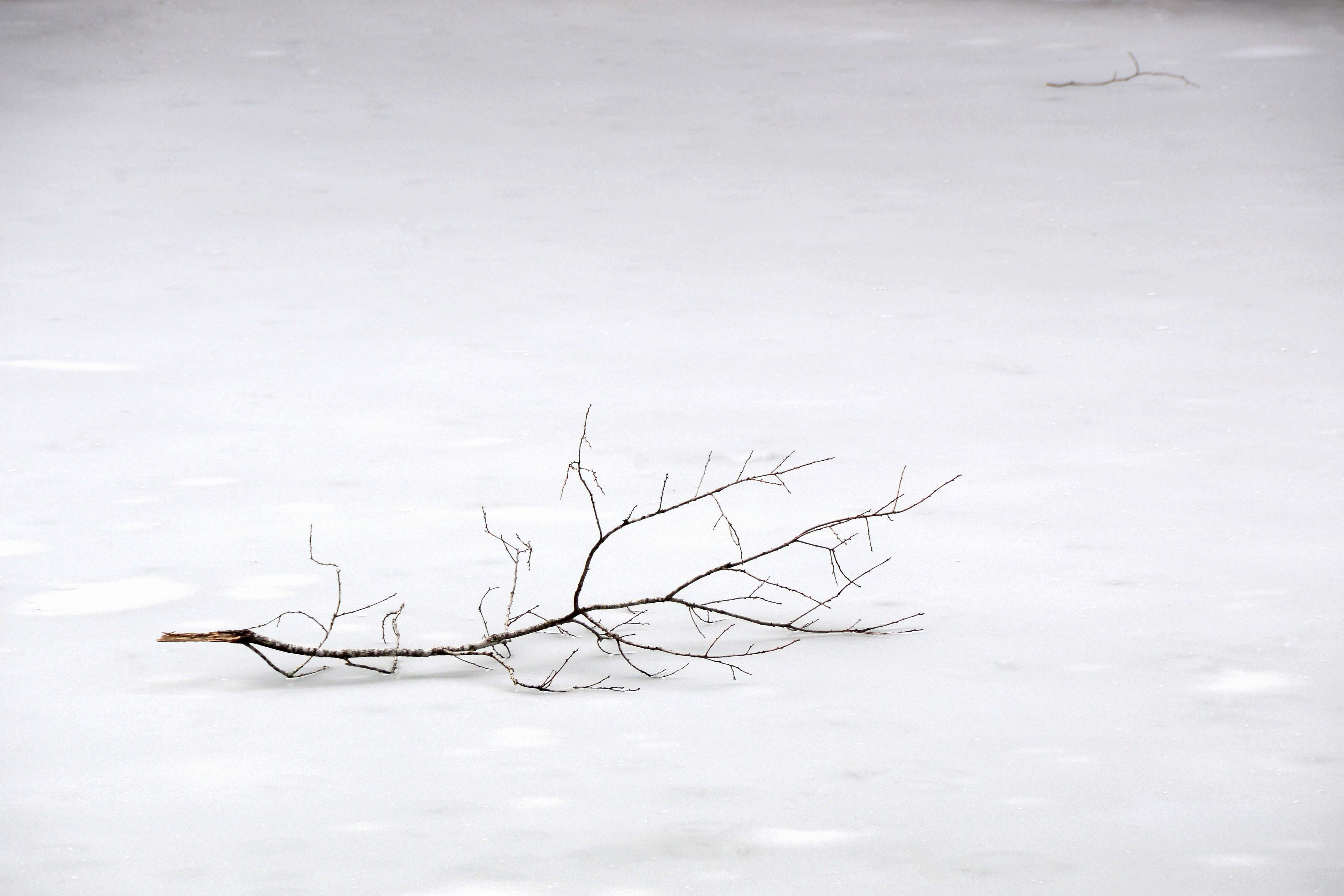 White Withered Tree Branch On Snow Snow Image Free Photo