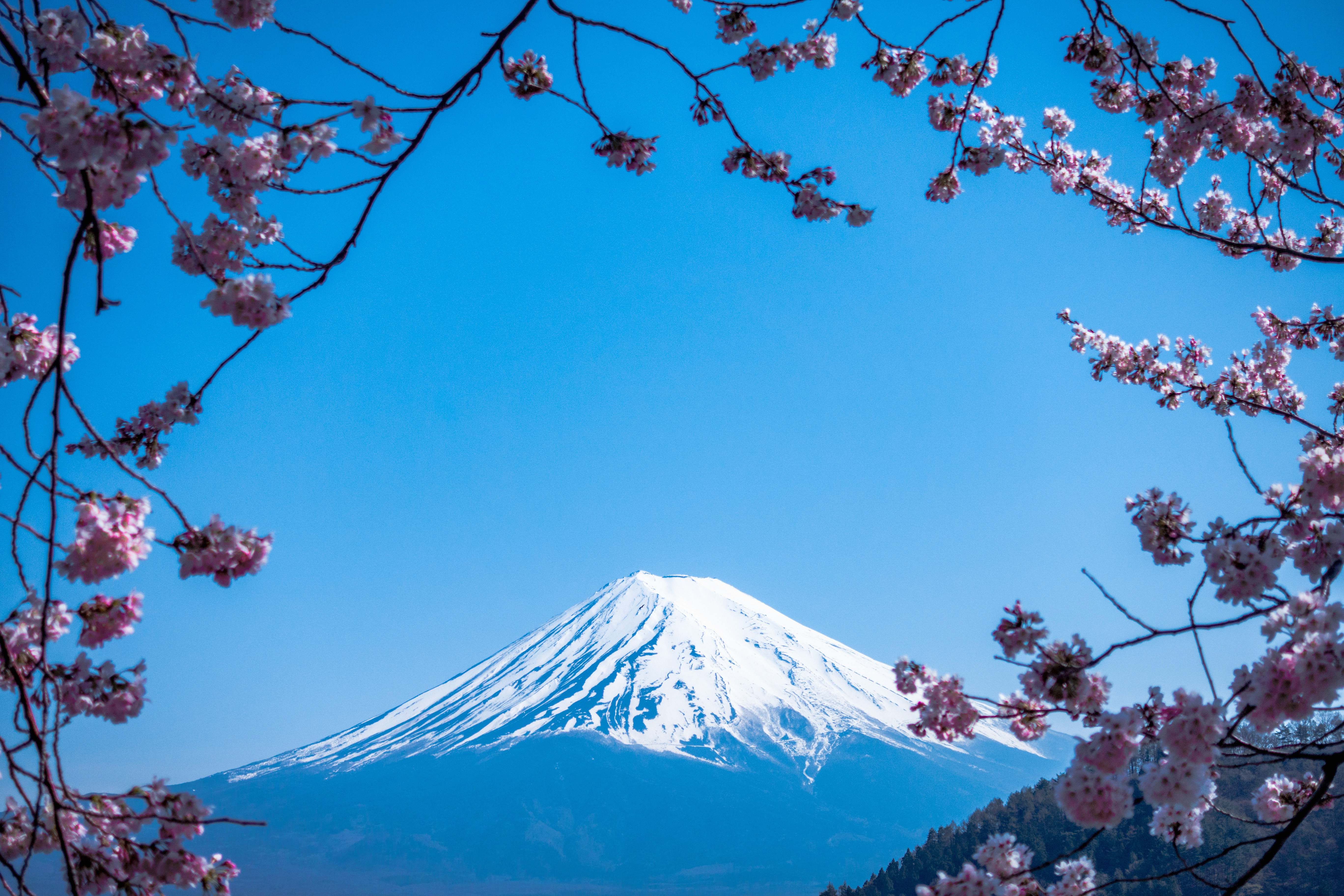 Blossom Mt. Fuji, Japan Flower Image Free Photo