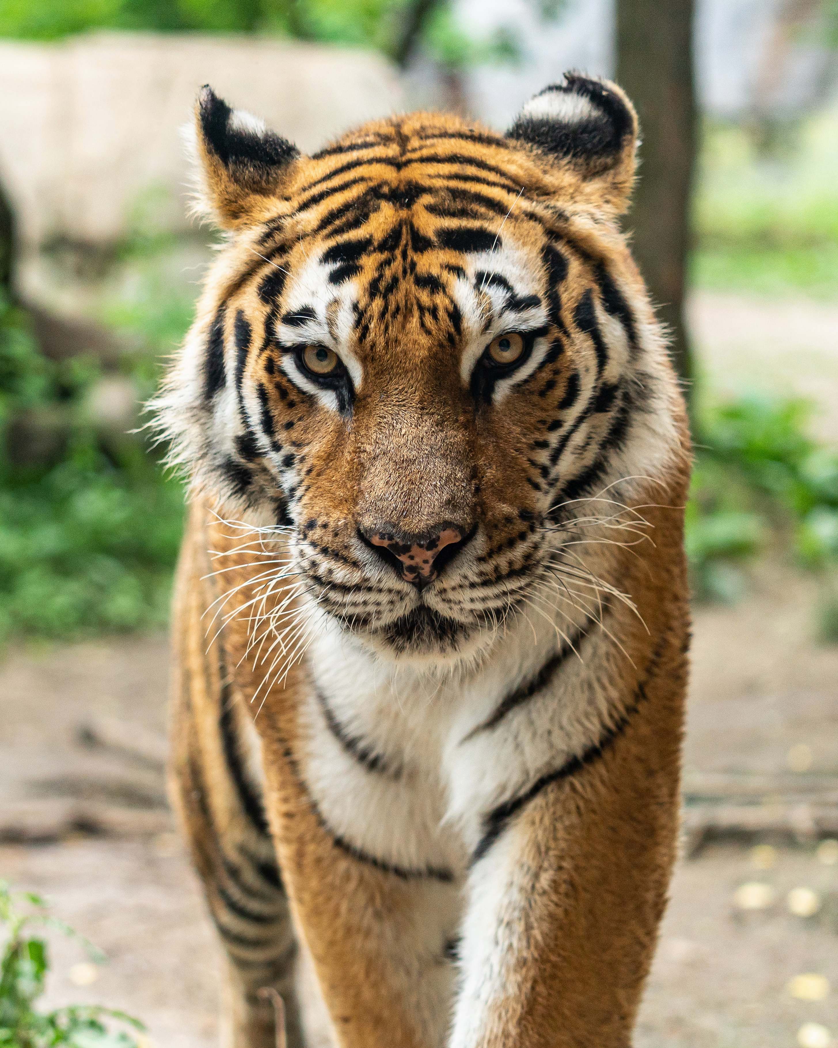 Mammal Bengal Tiger Tiger Image Free Photo