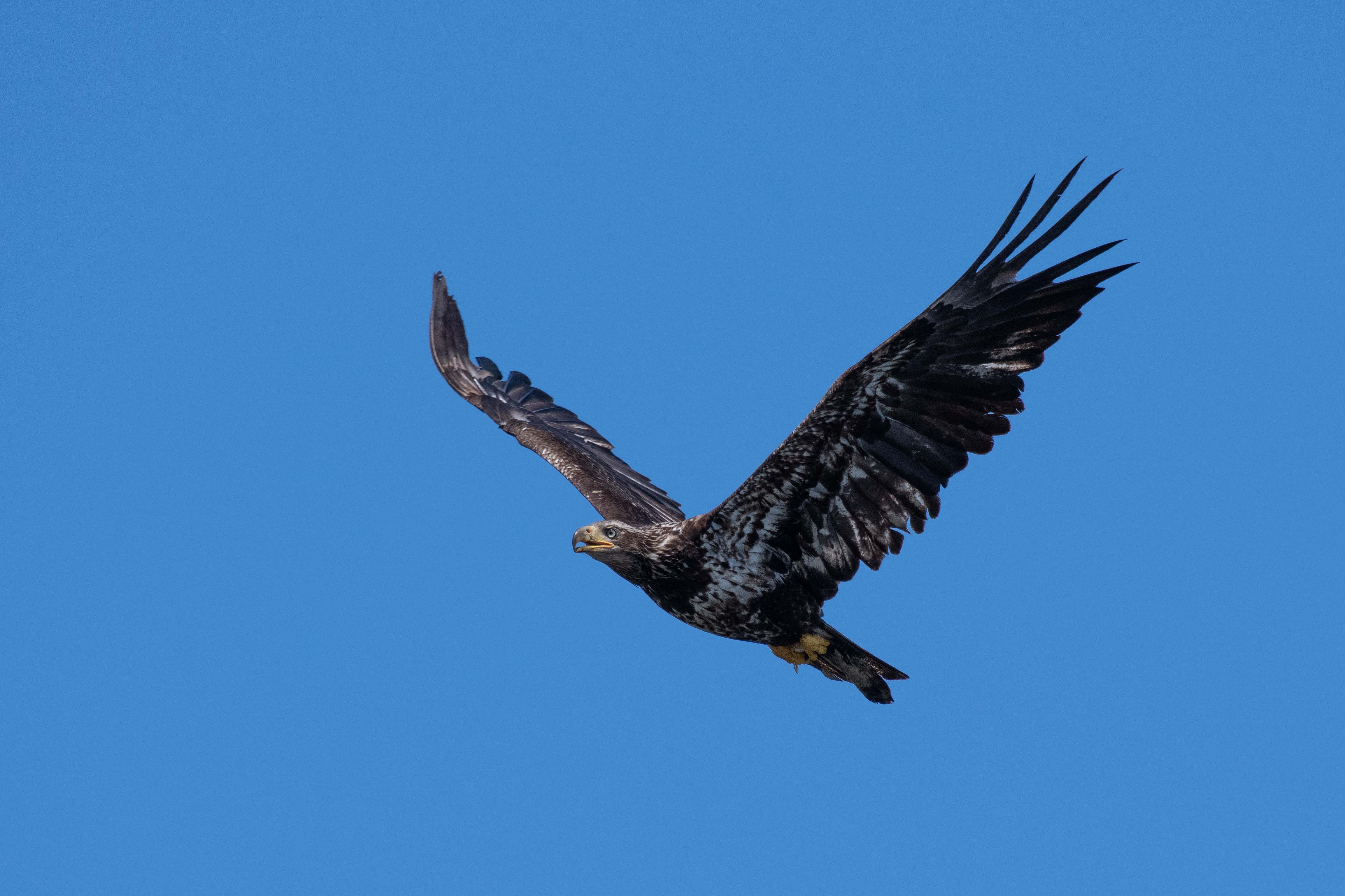 Vulture Black Hawk Flying During Daytime Eagle Image Free Photo