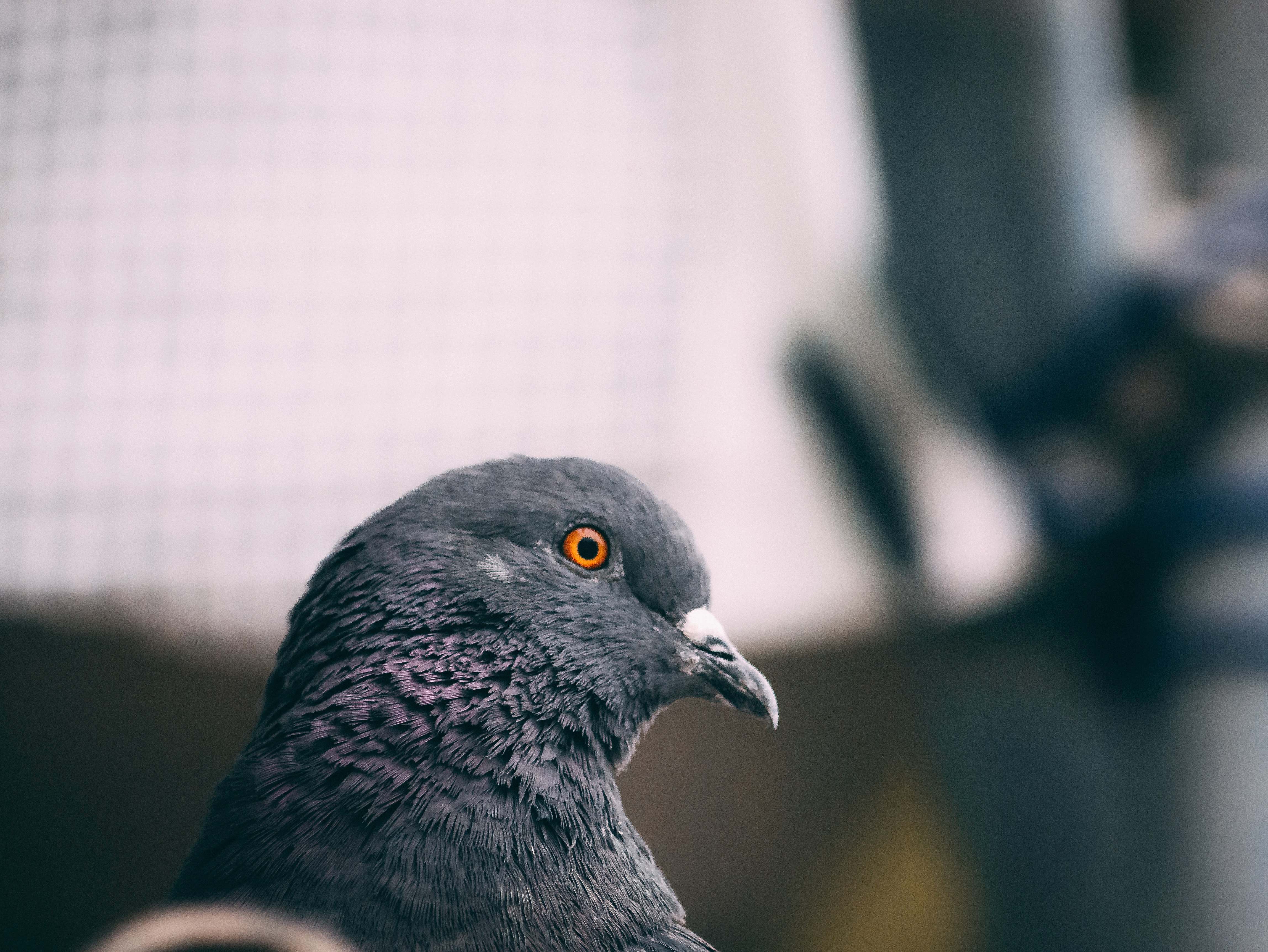 Bird Black Pigeon Pigeon Image Free Photo