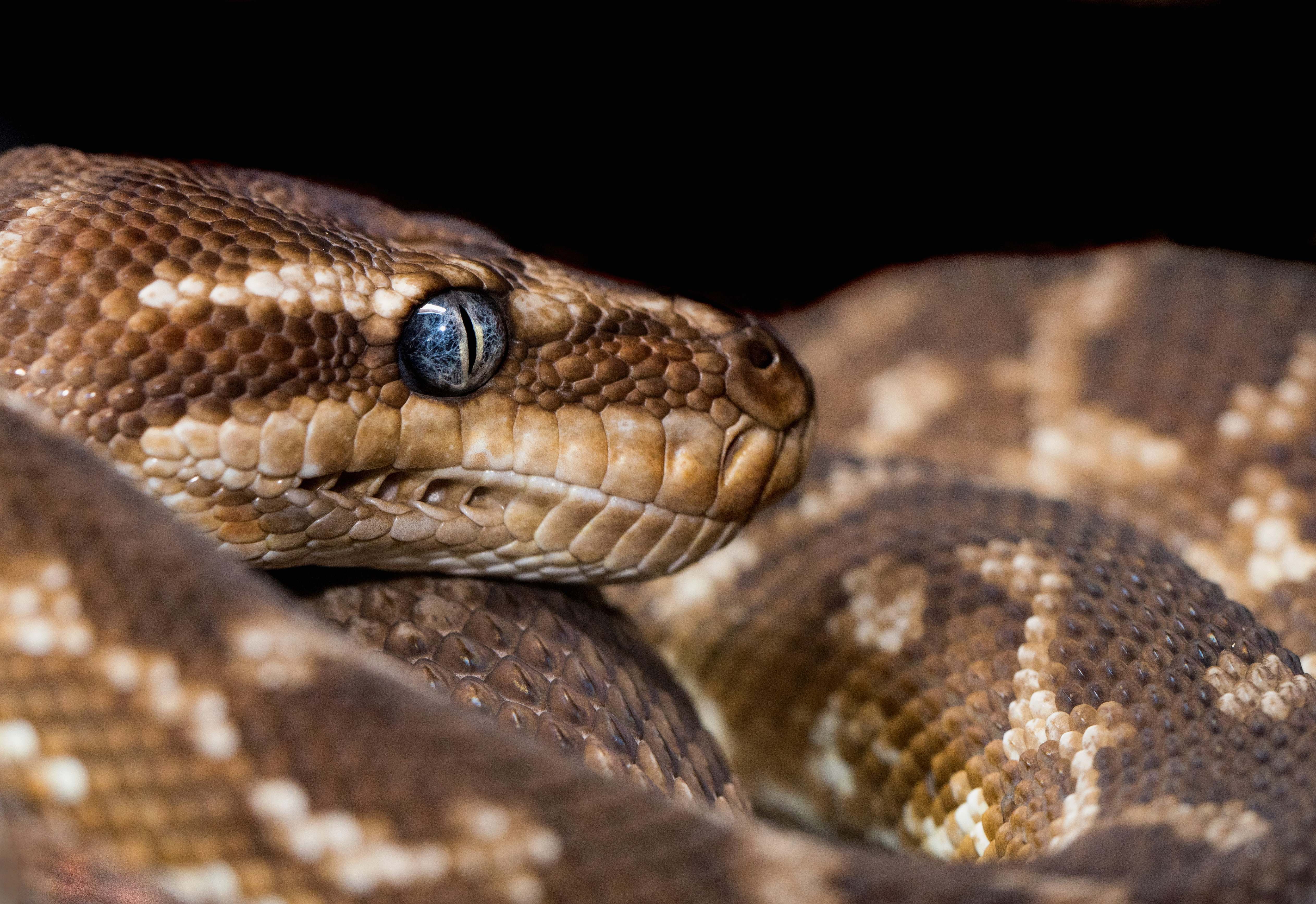 Reptile Brown And Gray Snake With Blue Eyes Snake Image Free Photo