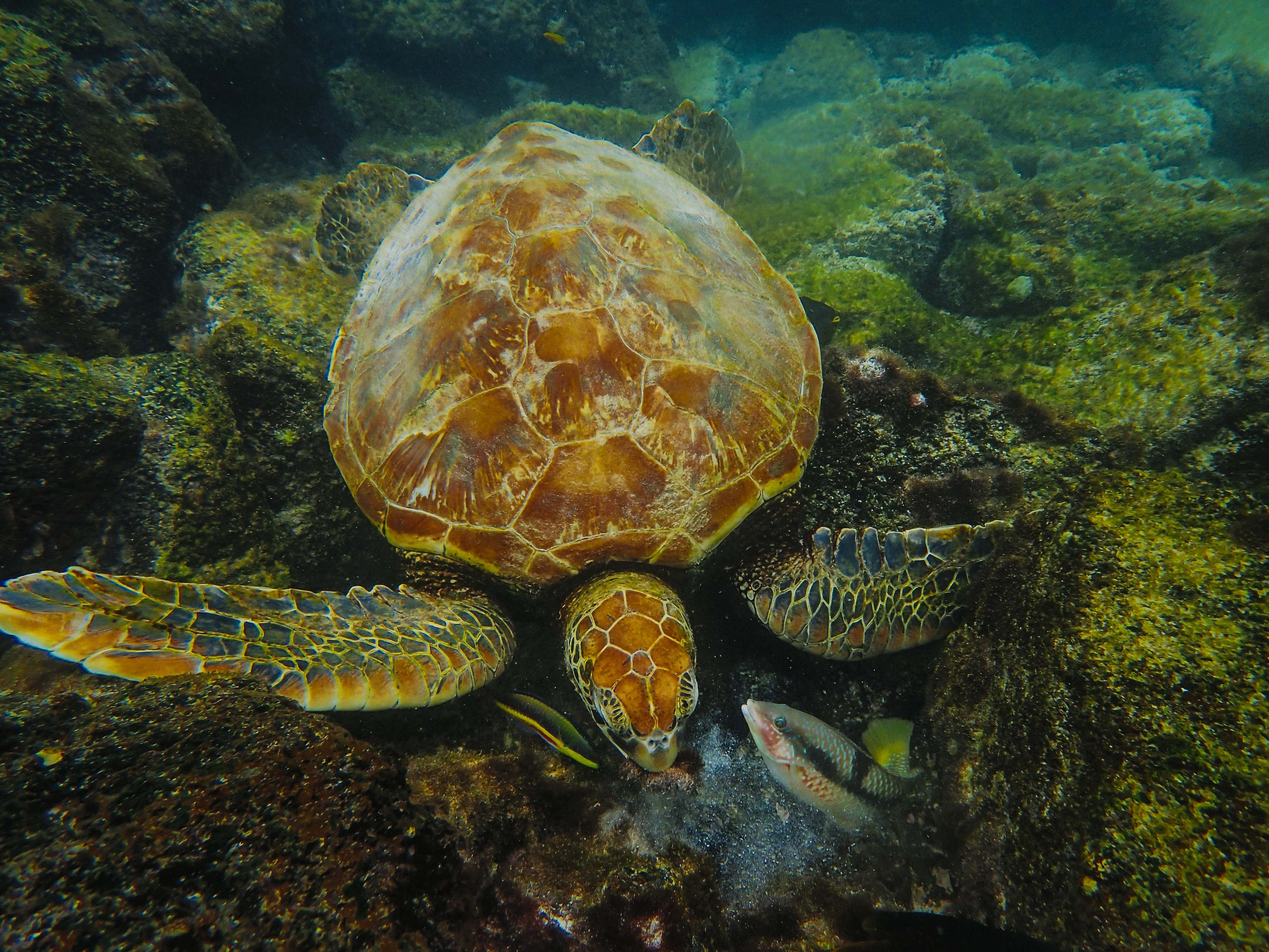 Turtle Brown Turtle Underwater Sea Life Image Free Photo