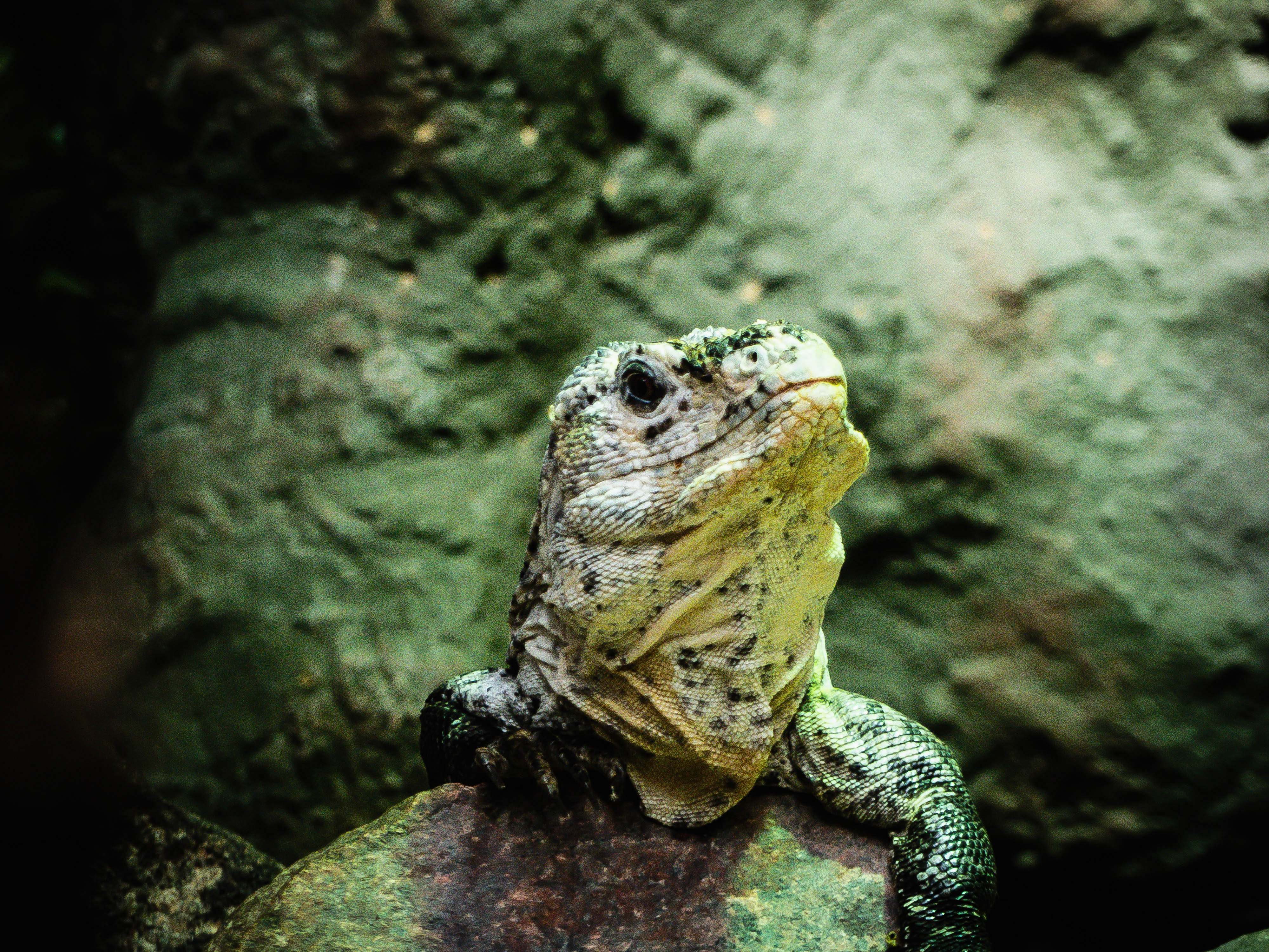 lizard gray bearded dragon on focus photography reptile Image - Free ...