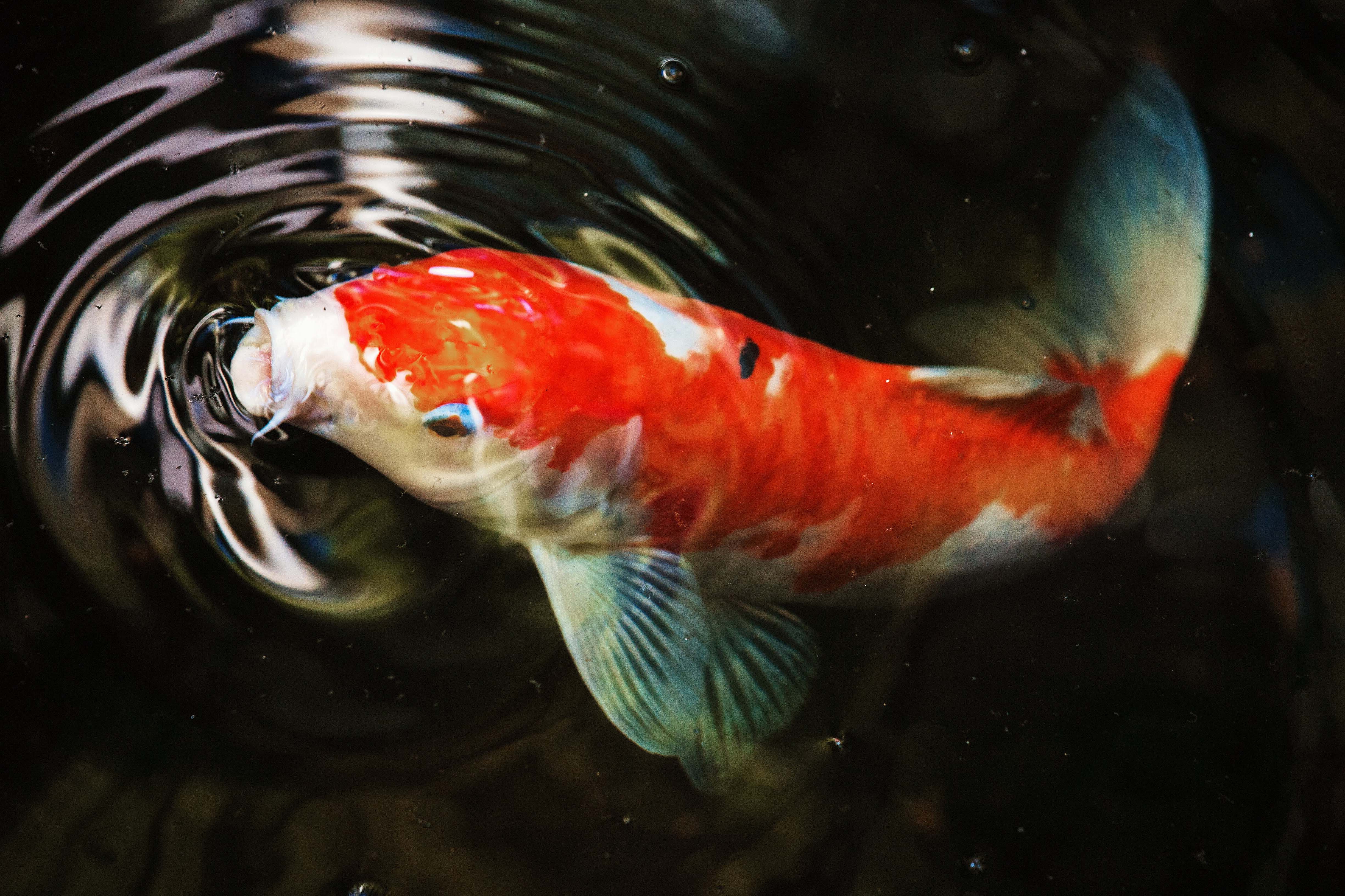 Fish macro photography of koi fish koi image free photo