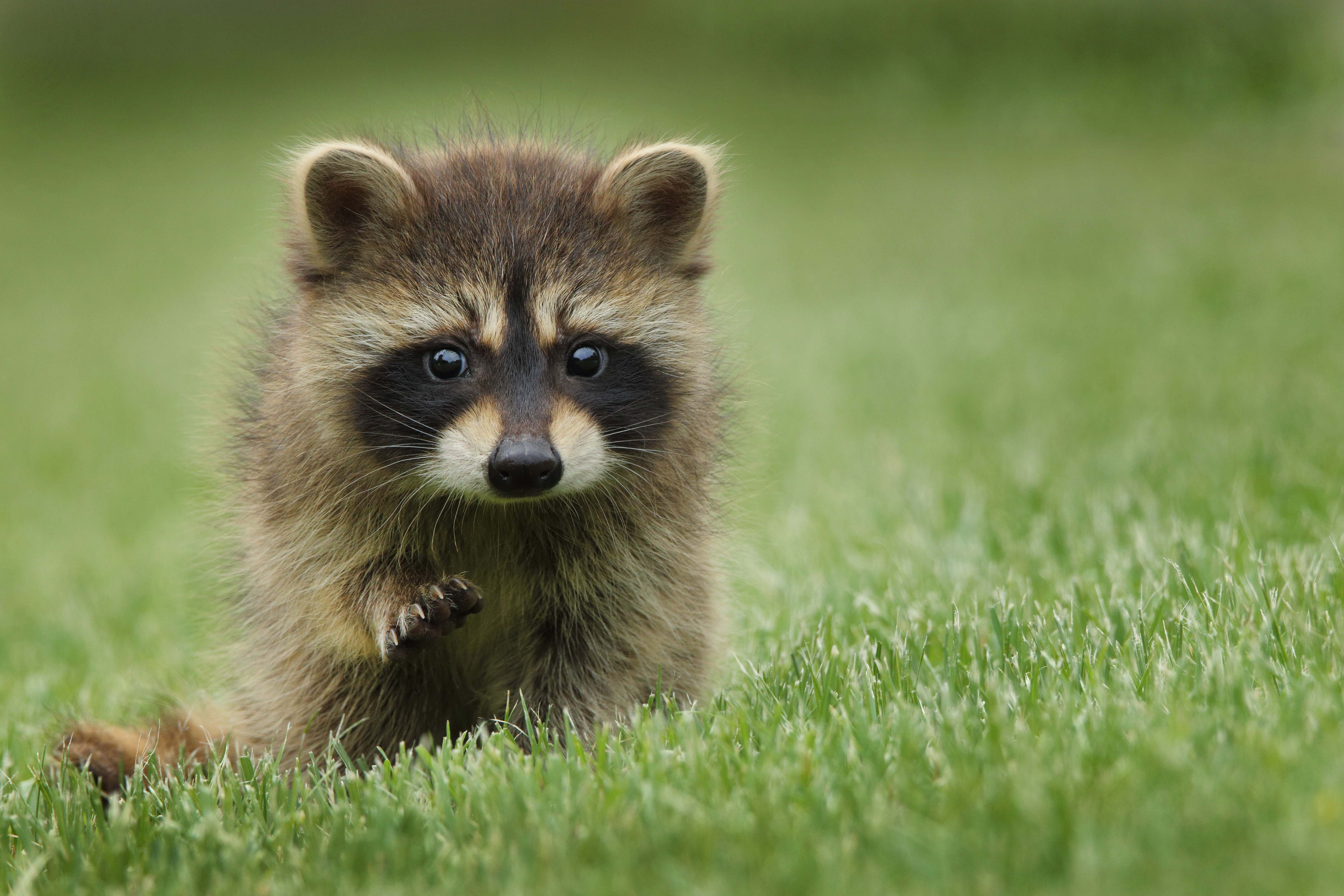 Raccoon Raccoon Walking On Lawn Grass Mammal Image Free Photo