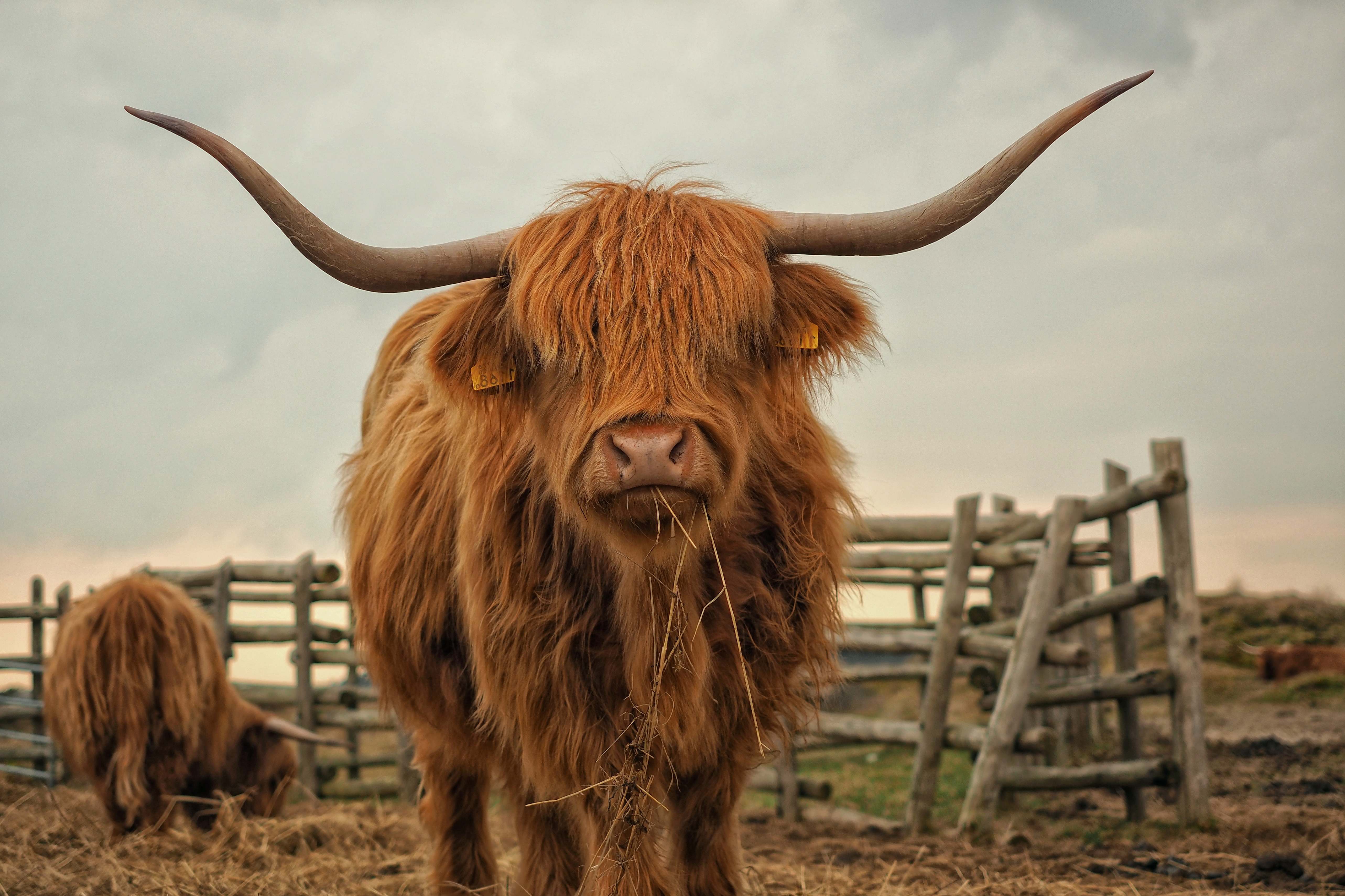 Cattle Two Brown Yaks Standing On Ground Brown Image Free Photo