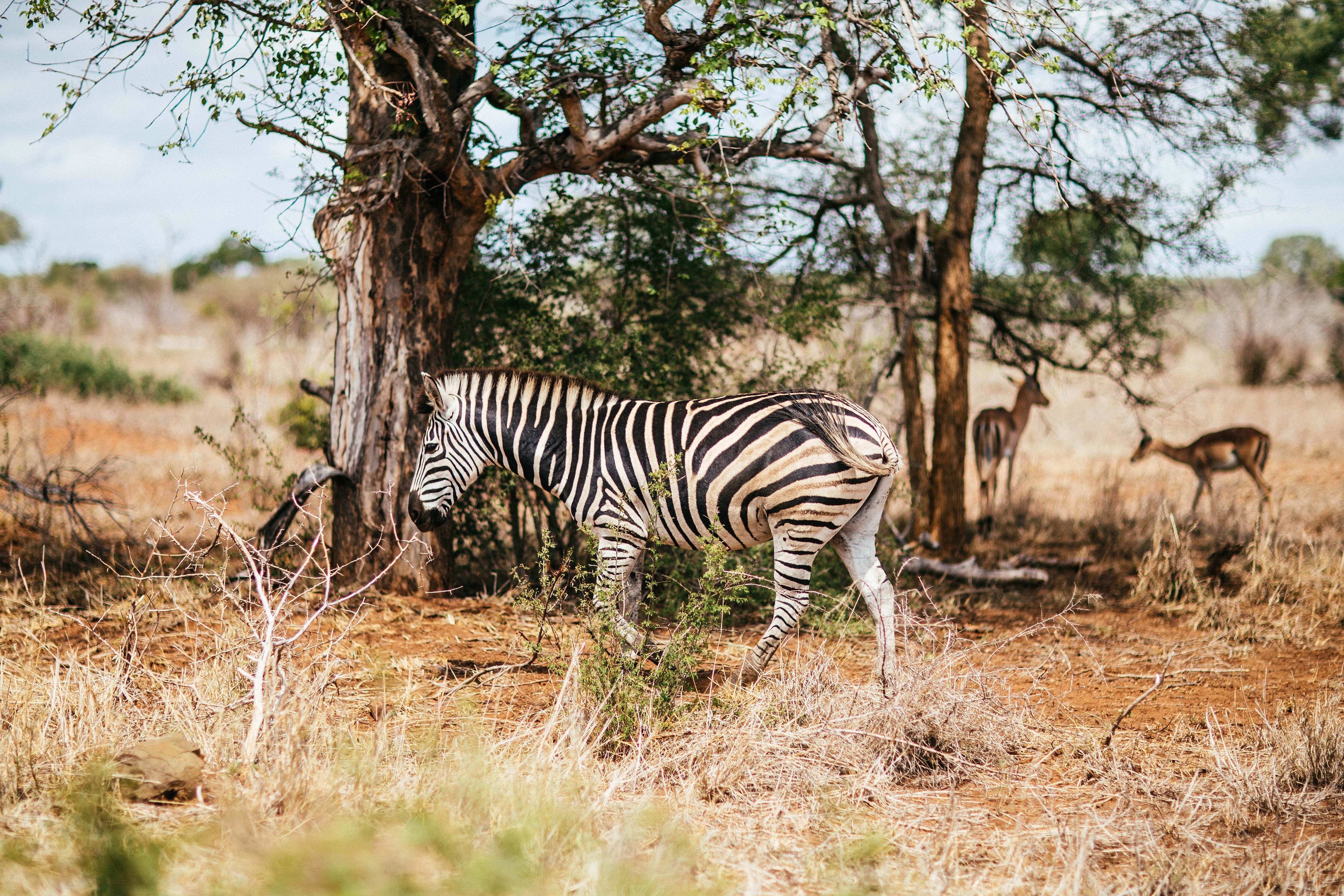 Wildlife White And Black Zebra Walking On Grassland Zebra