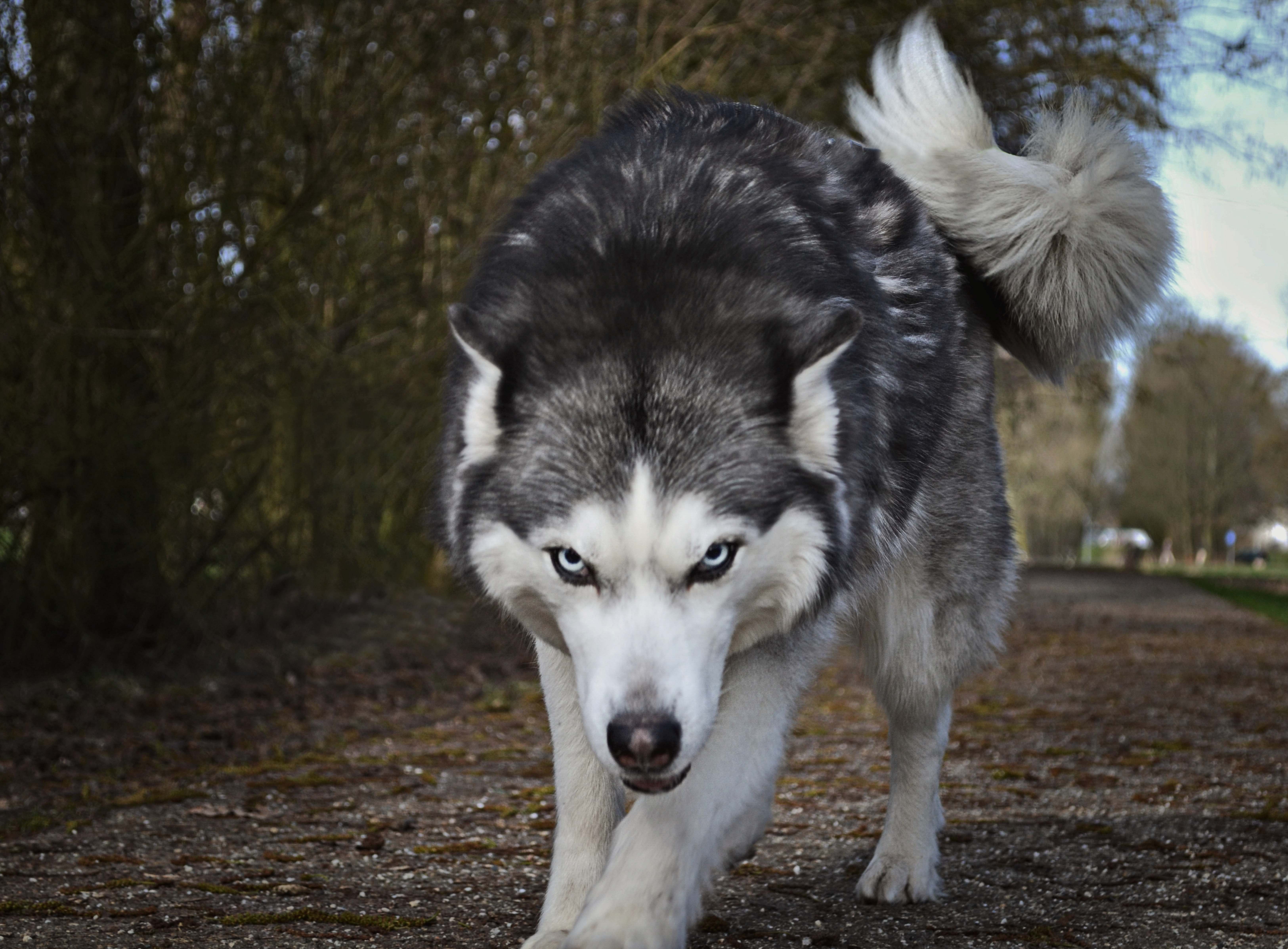 Dog White And Gray Wolf Canine Image Free Photo