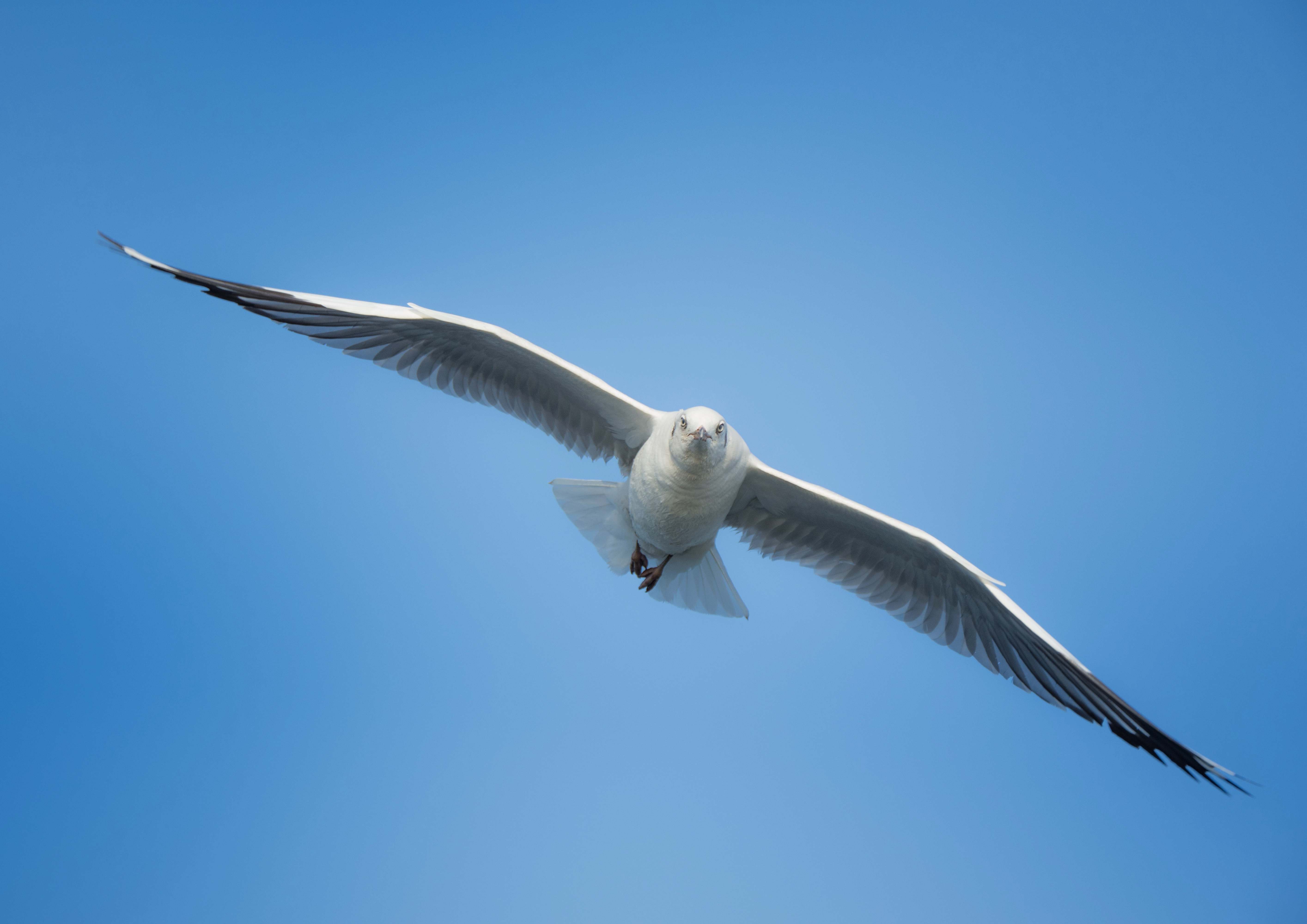 Bird White Bird In Mid Air Seagull Image Free Photo