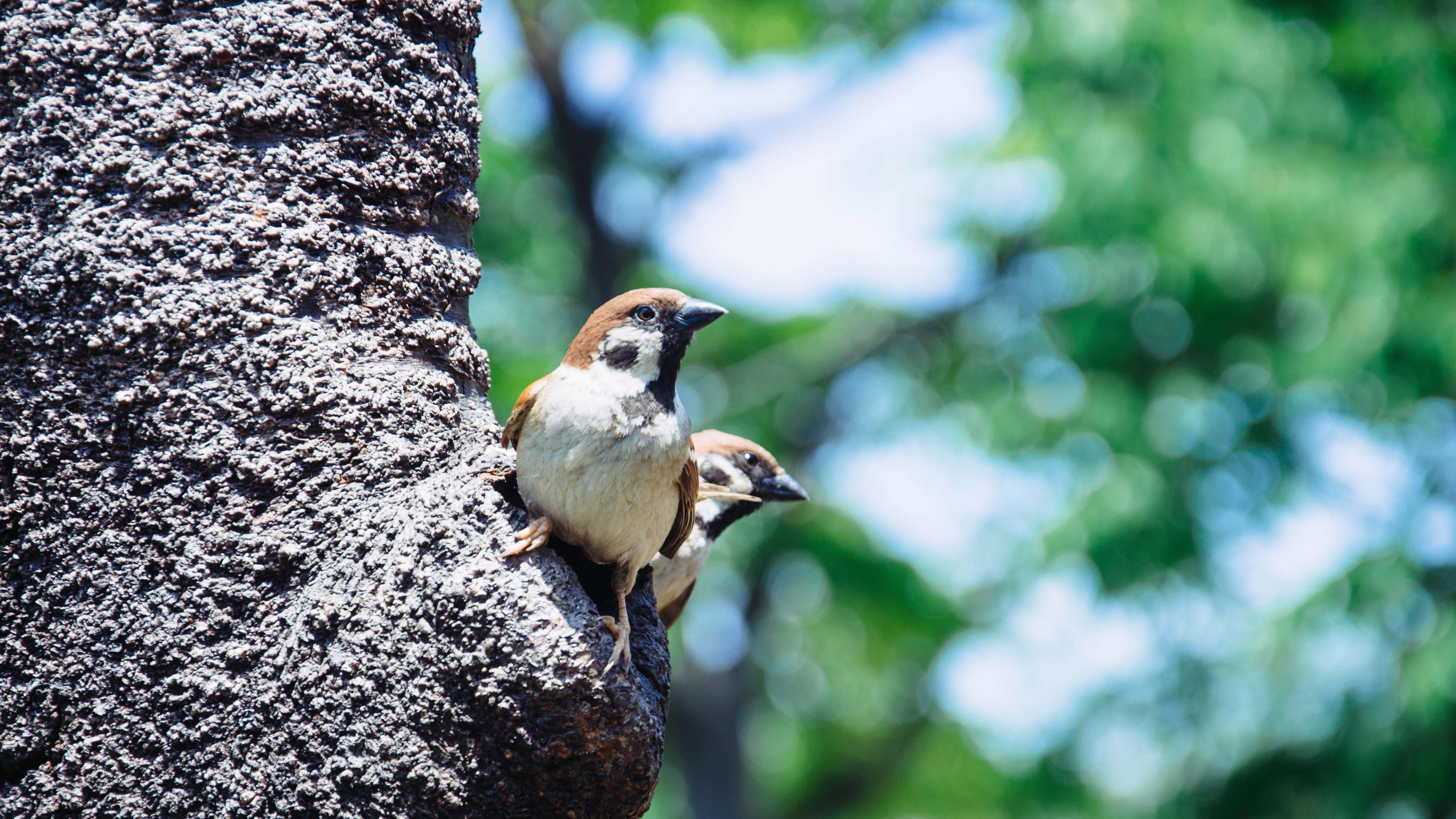 Animal Brown And Grey House Sparrows Perching On Tree Trunk Sparrow ...