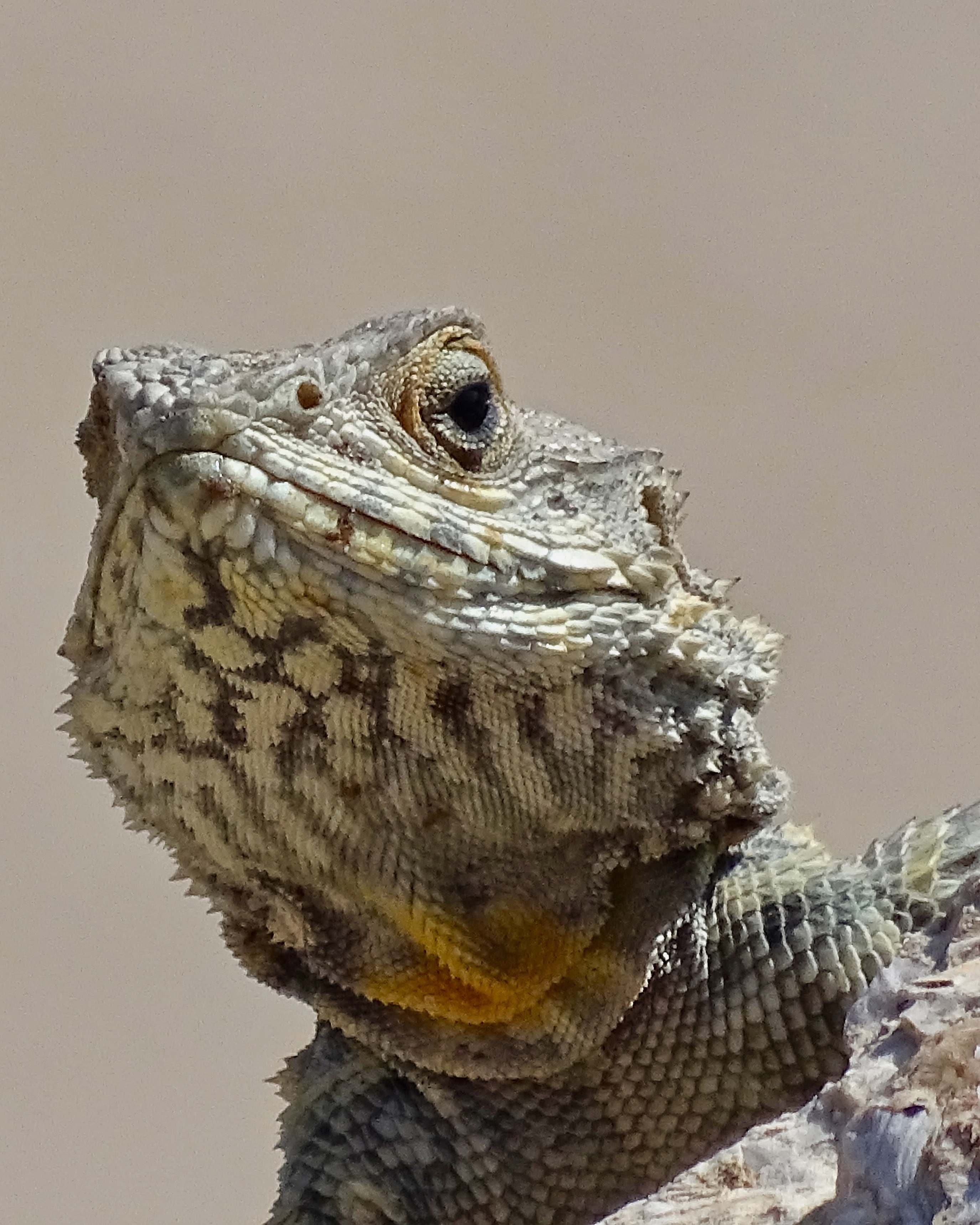 Reptile Gray Bearded Dragon Iguana Image Free Photo