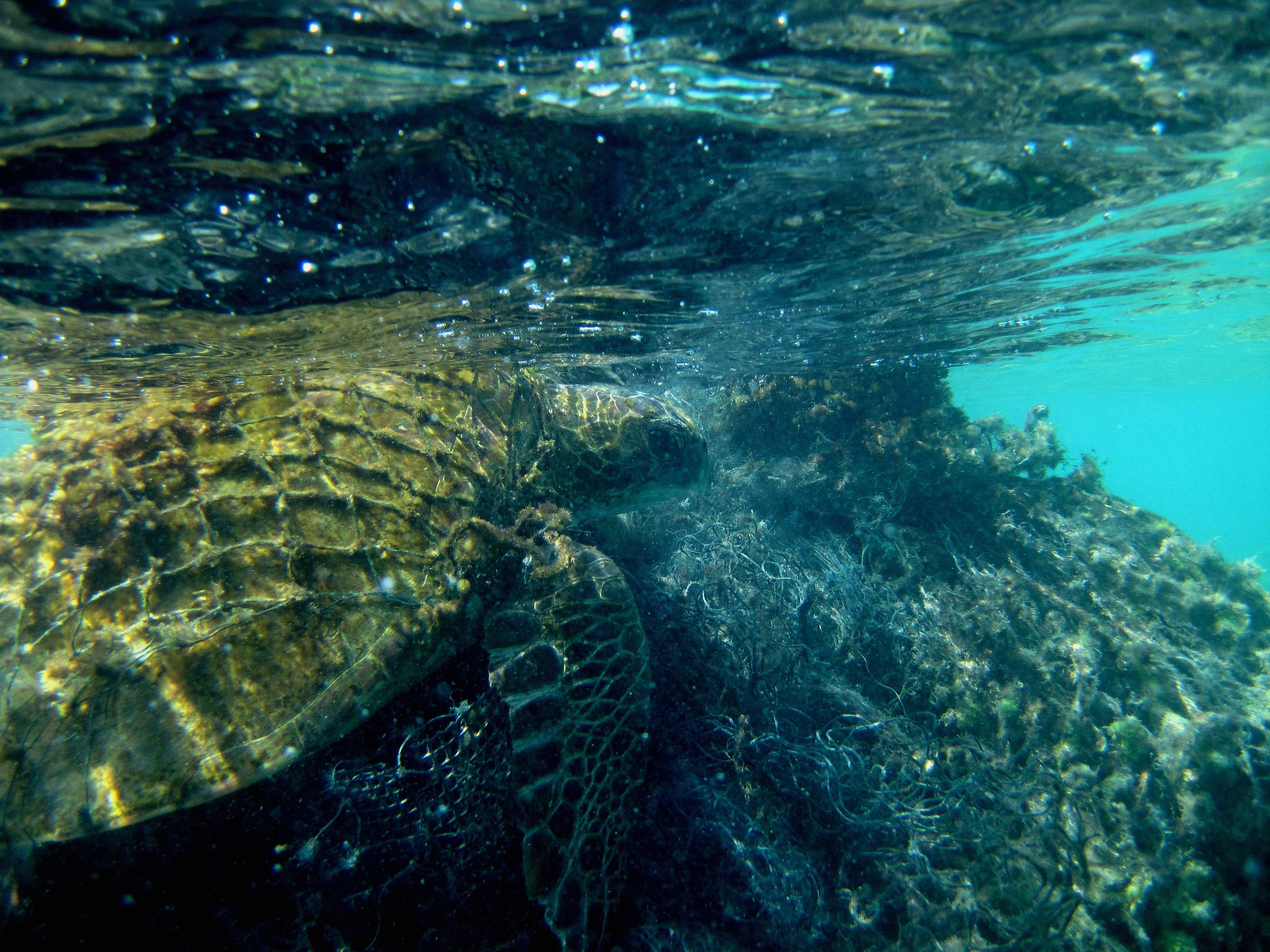 Turtle Brown Turtle On Water Reptile Image Free Photo